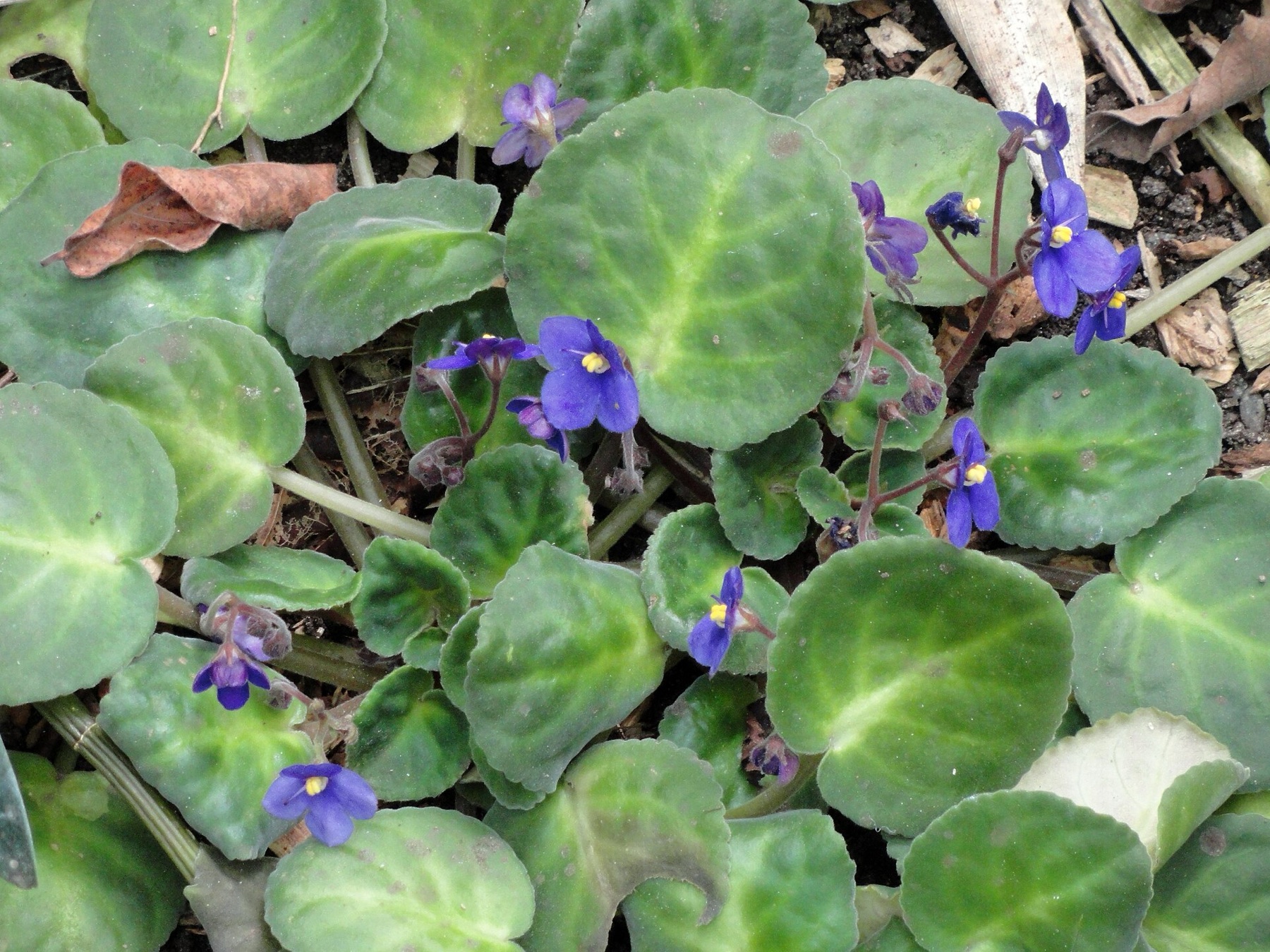 African Violet — photo 6