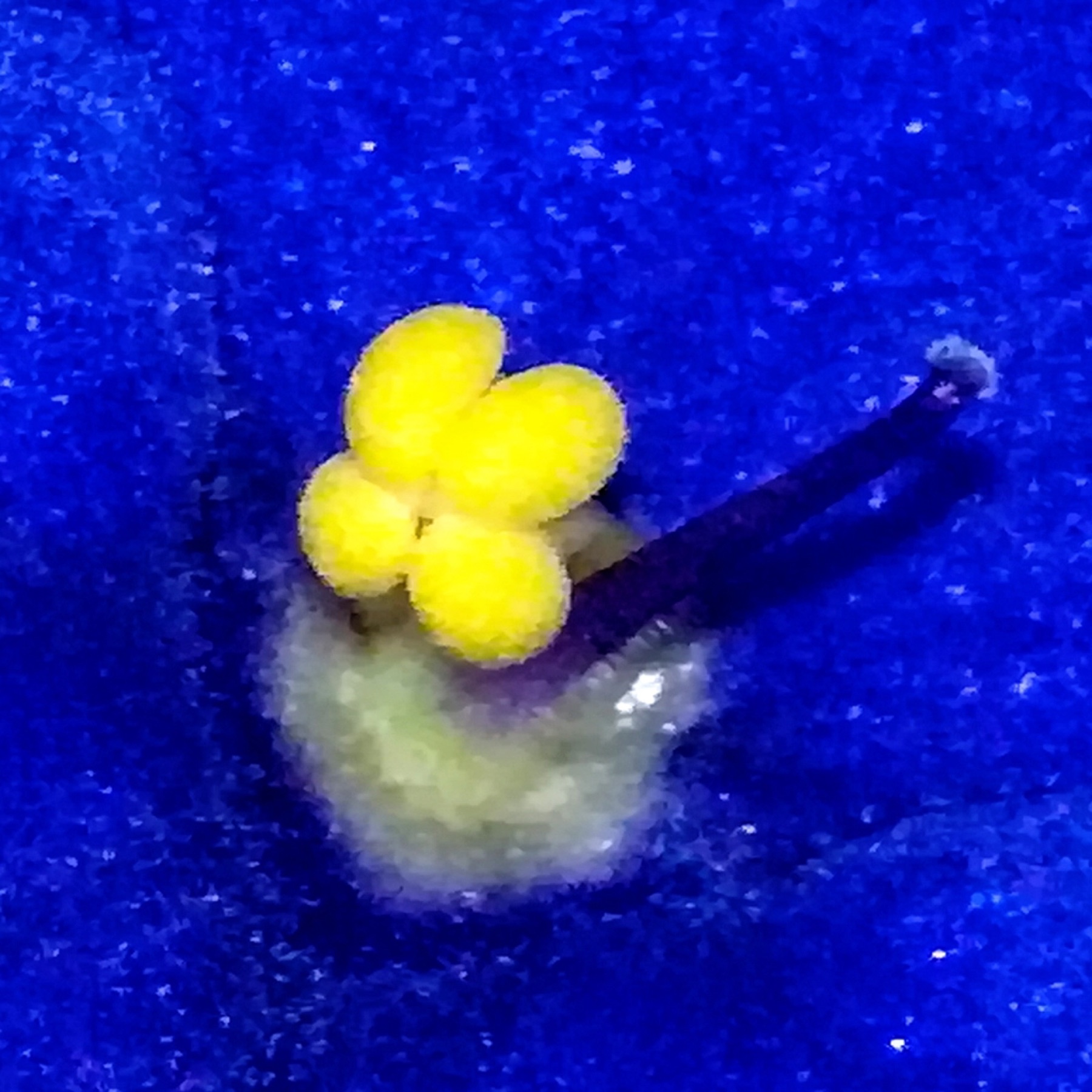 African Violet — photo 7