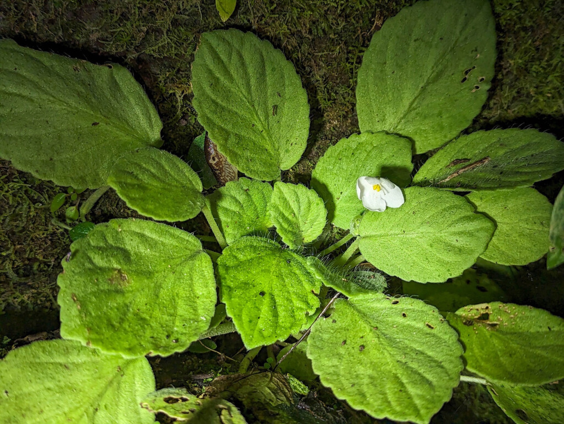 African Violet — photo 8
