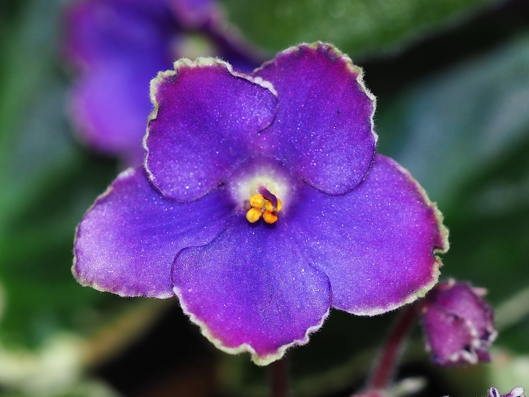 African Violet — photo 9