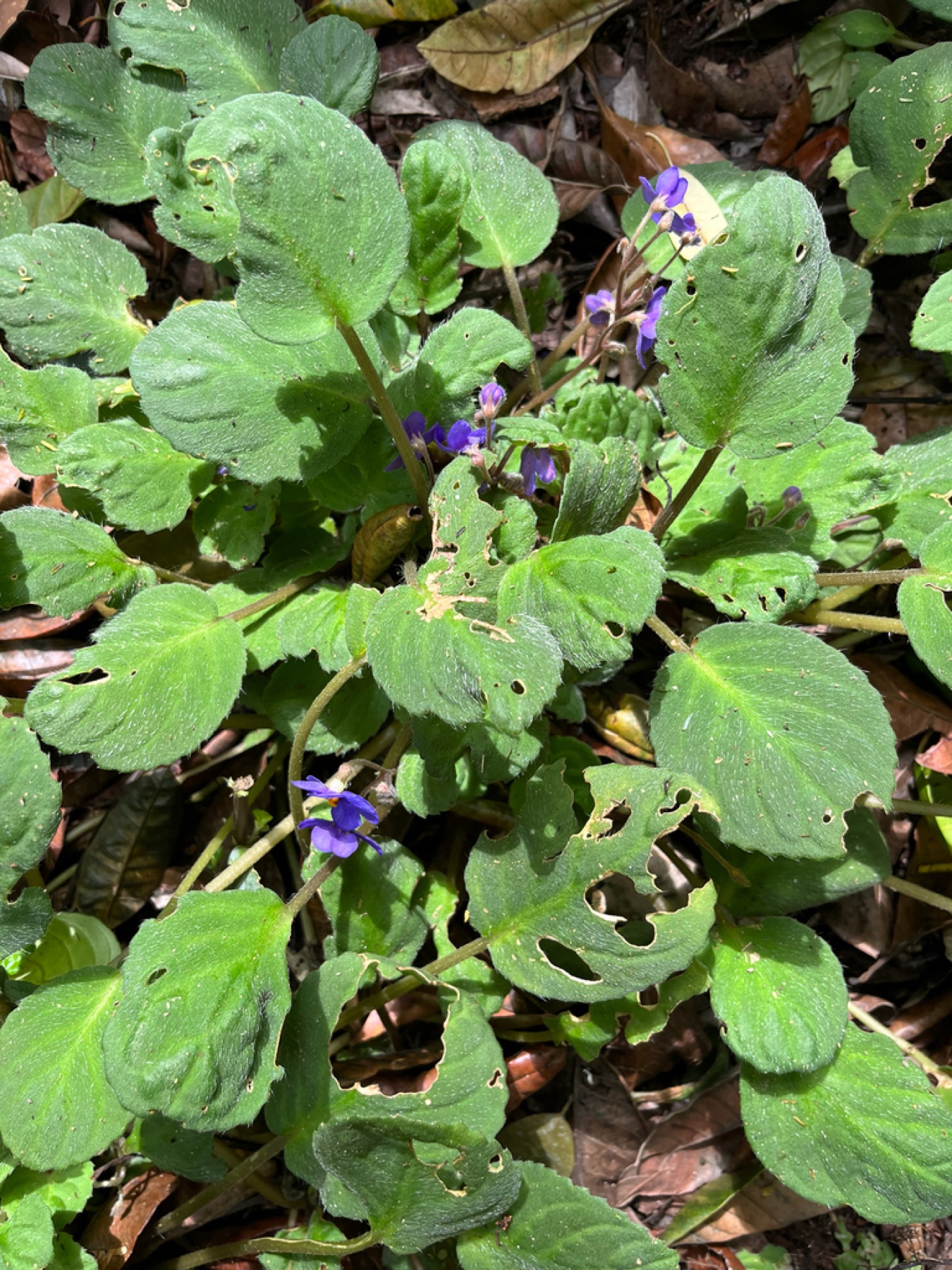 African Violet — photo 10