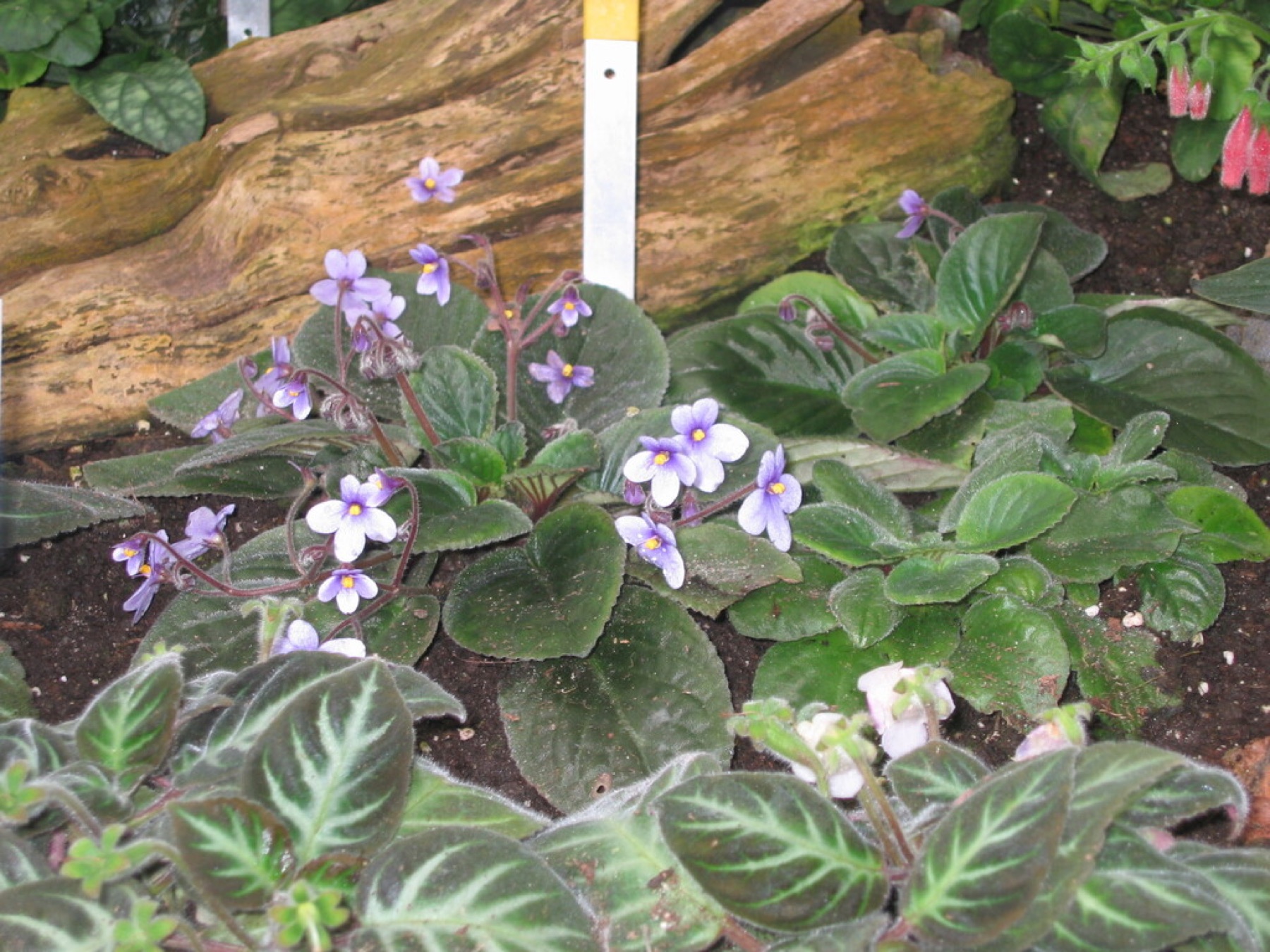 African Violet — photo 11