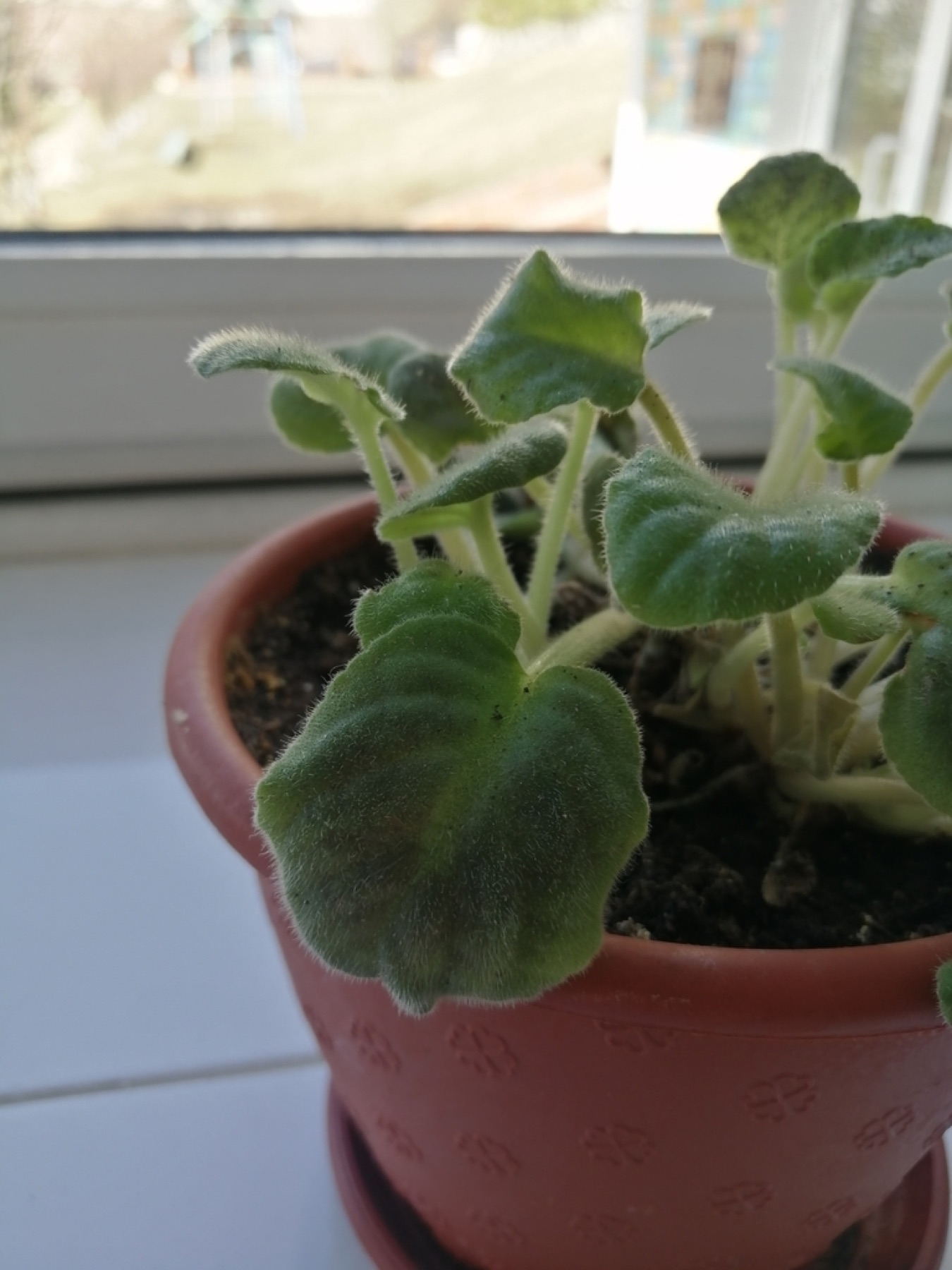 African Violet — photo 12
