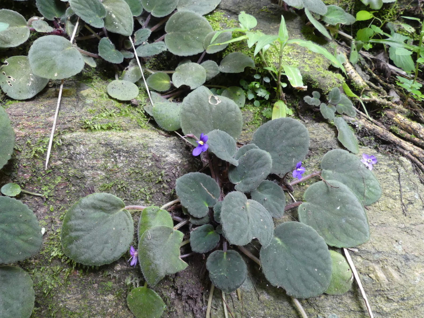 African Violet — photo 13