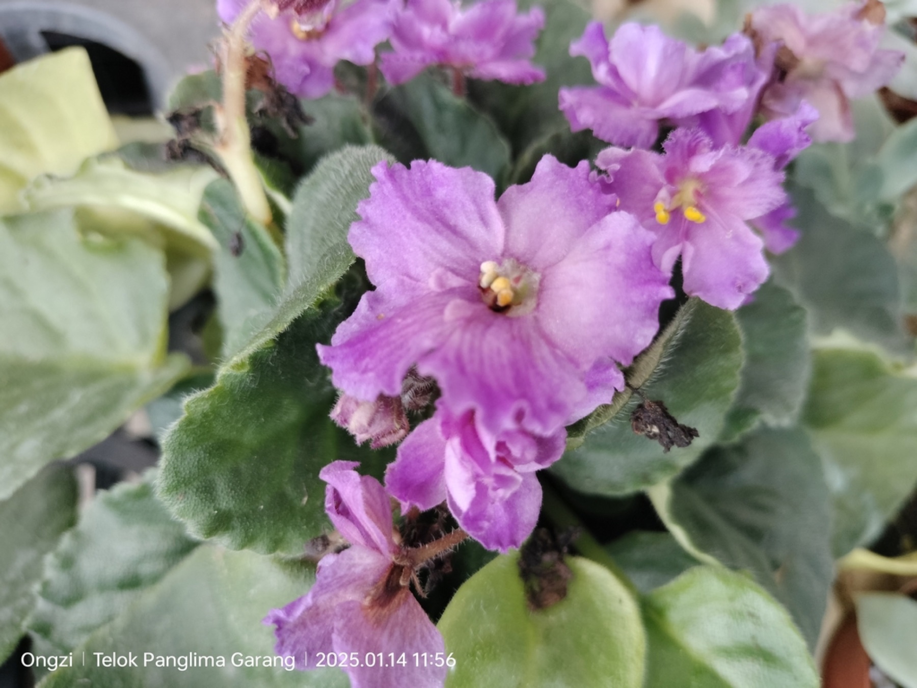African Violet — photo 14
