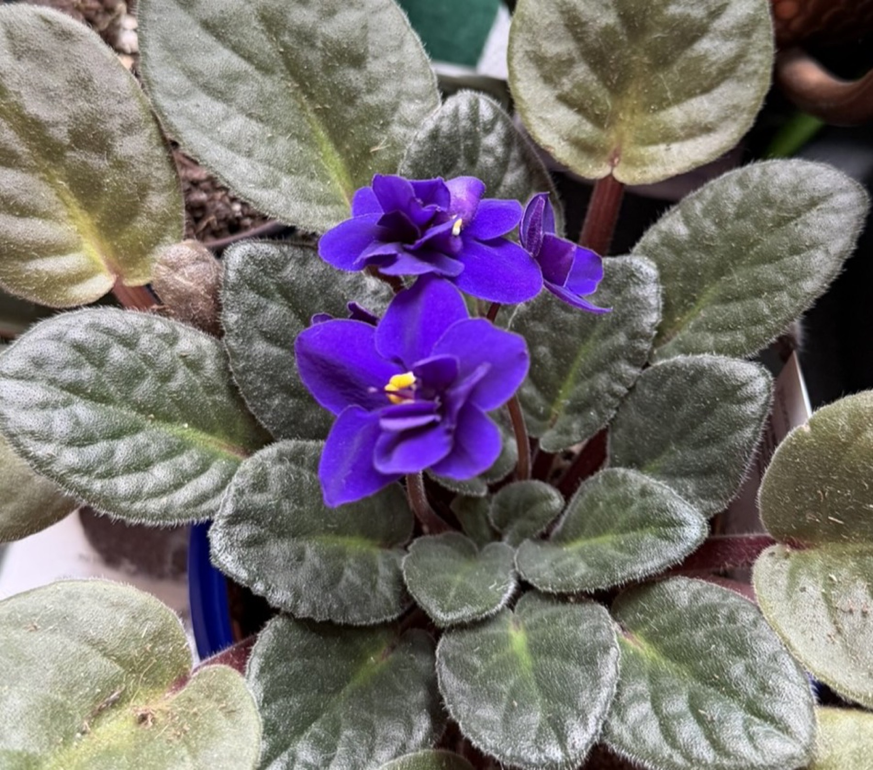 African Violet — photo 15