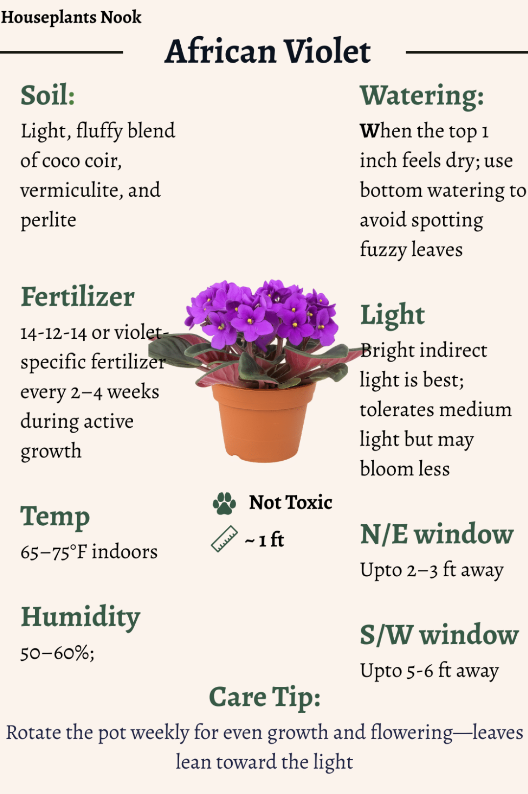 African Violet — photo 24