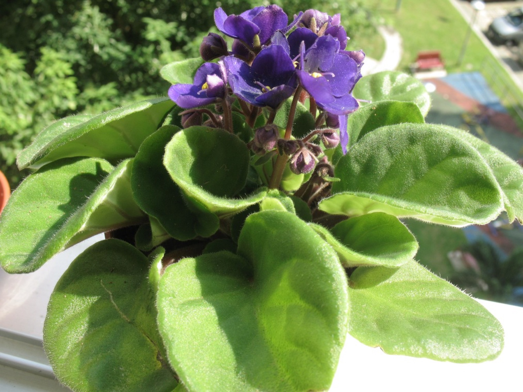 African Violet — photo 16