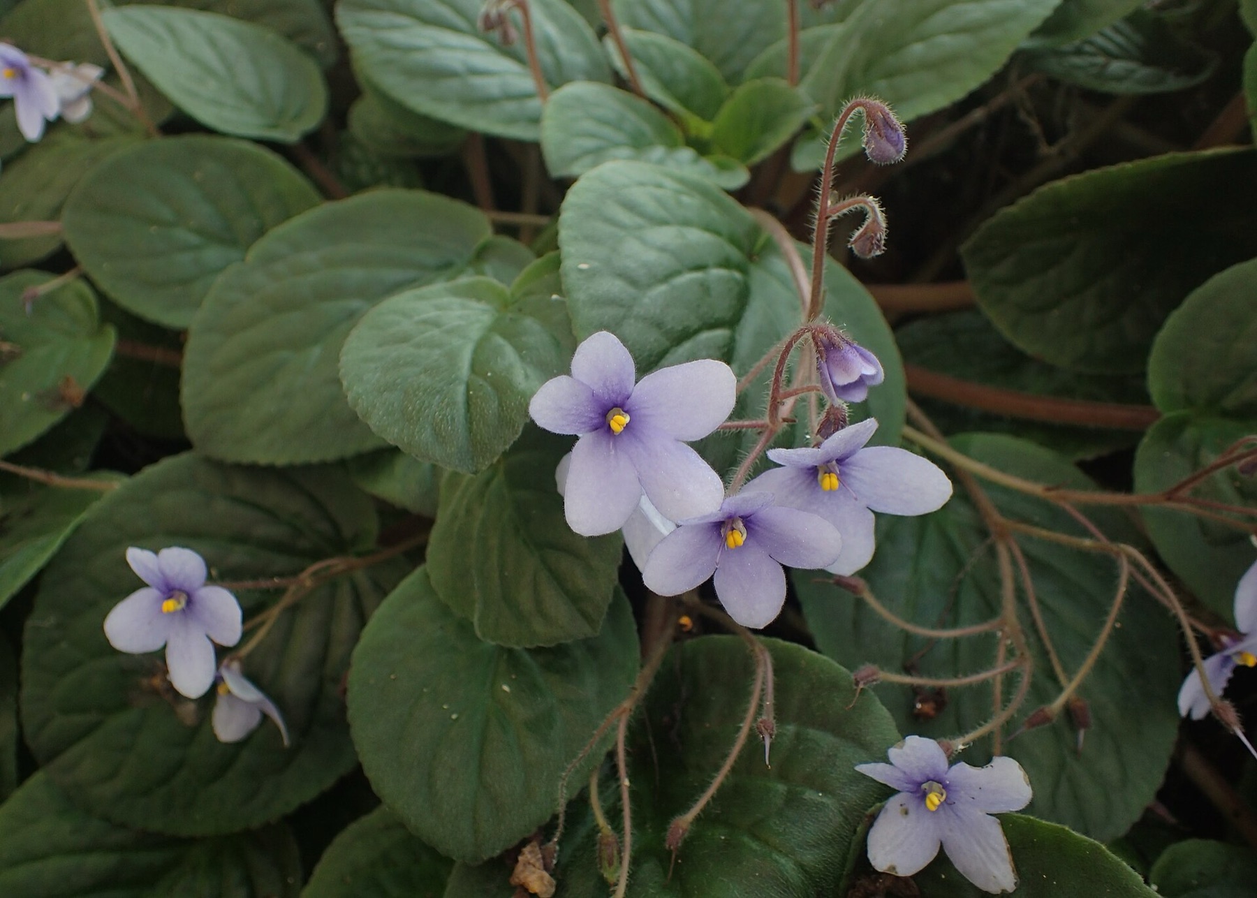 African Violet — photo 17