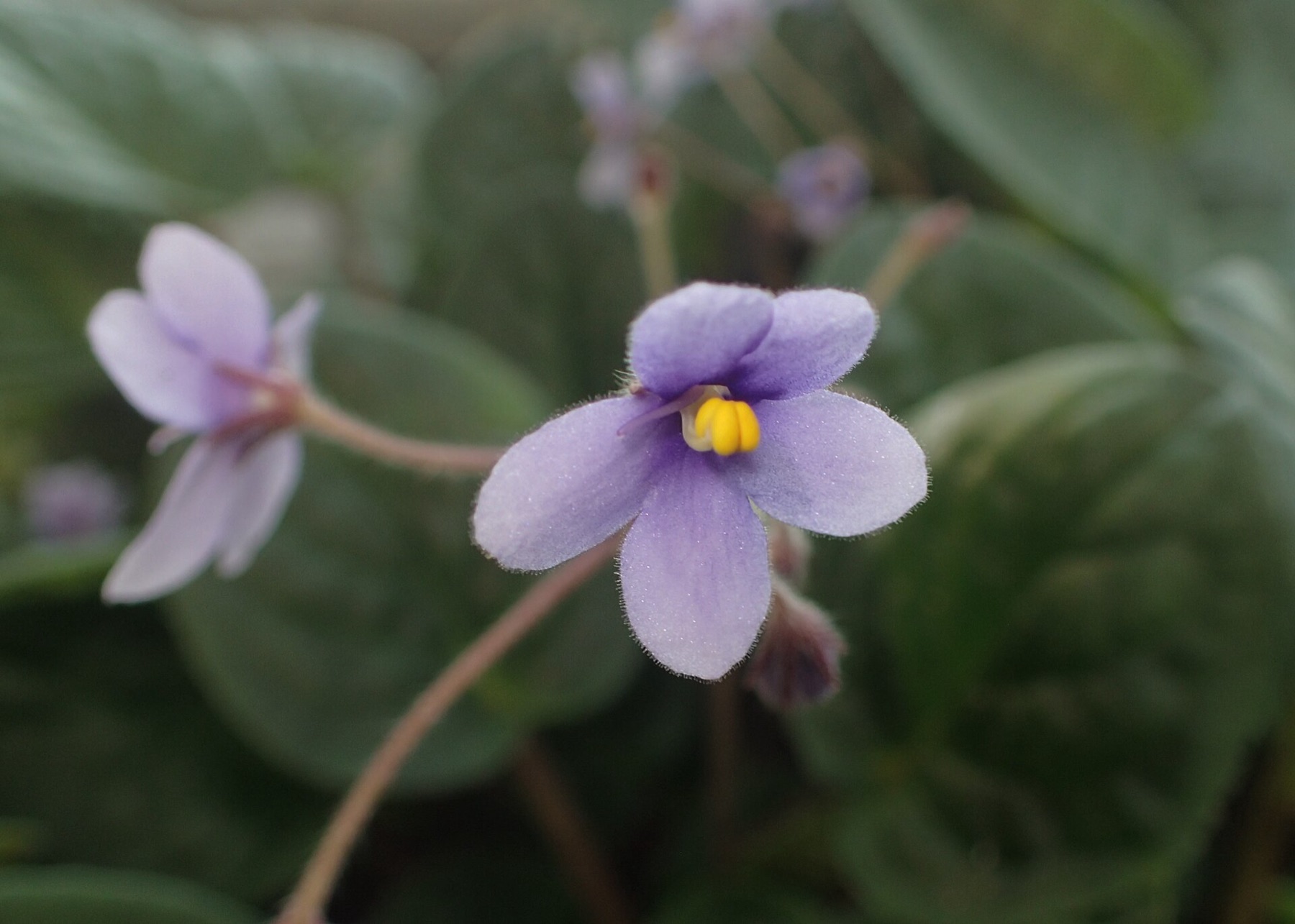 African Violet — photo 18