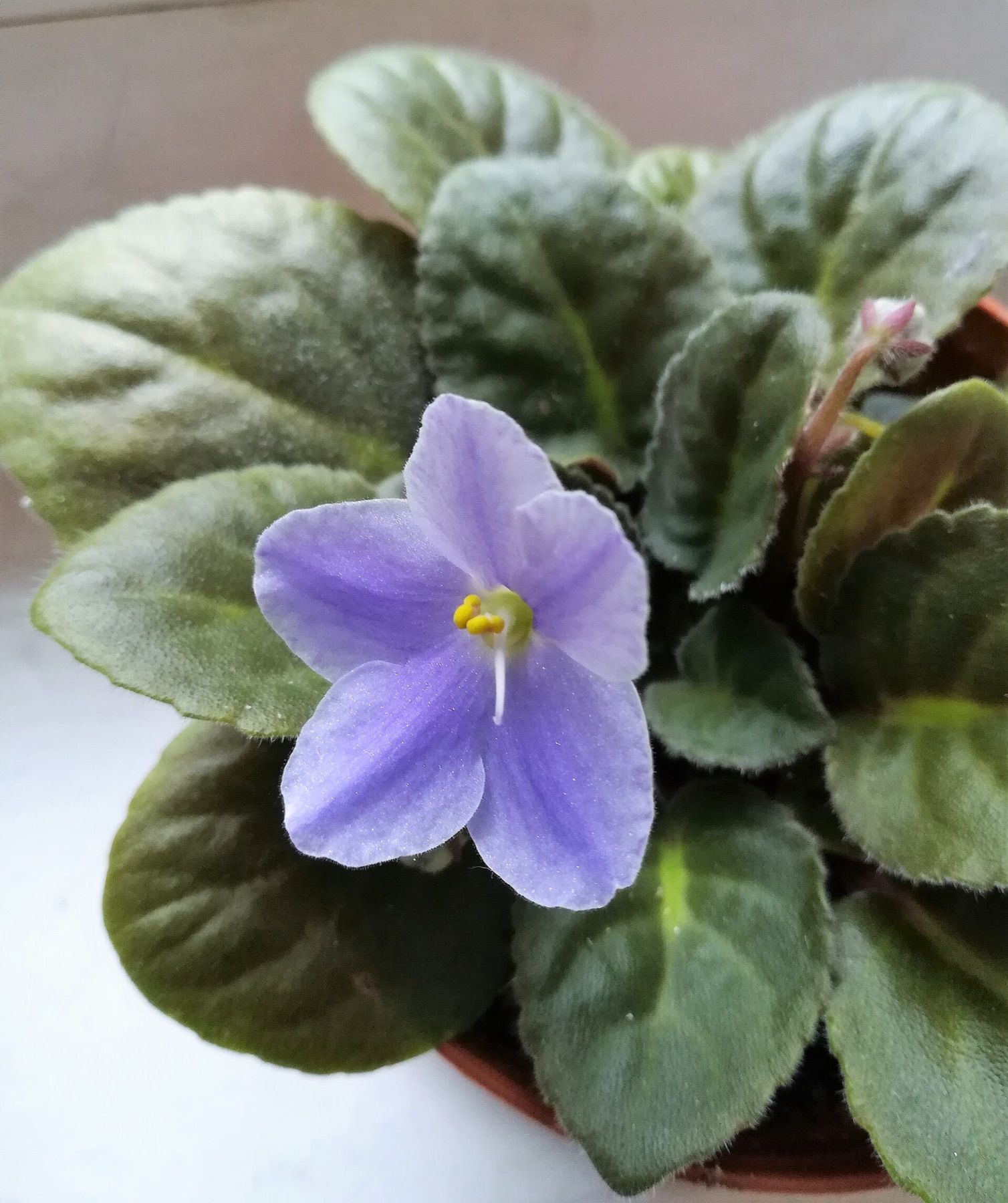 African Violet — photo 19