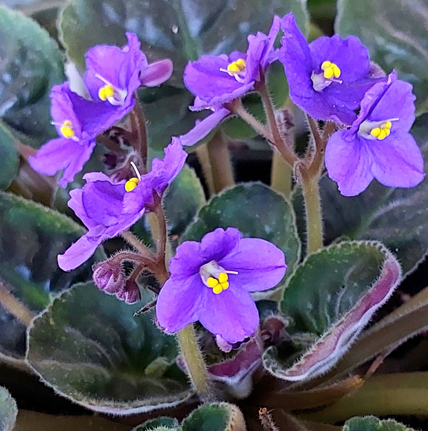 African Violet — photo 20