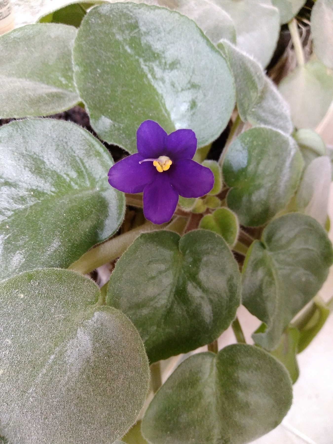 African Violet — photo 21