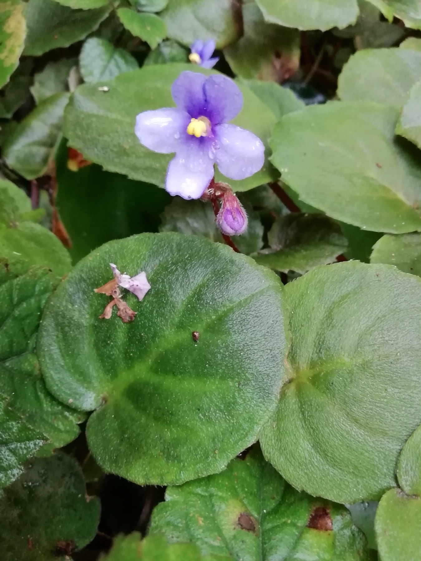 African Violet — photo 22