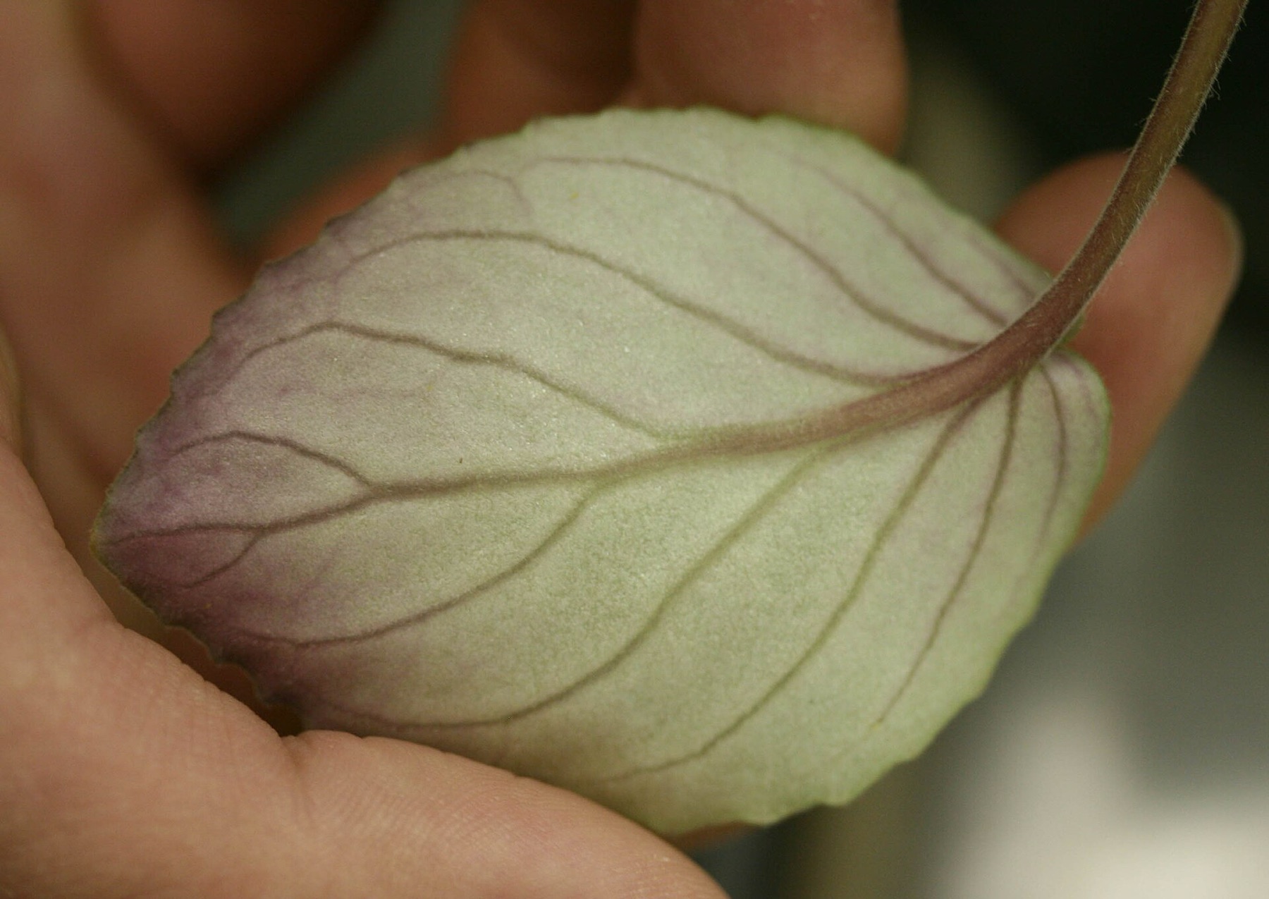 African Violet — photo 2
