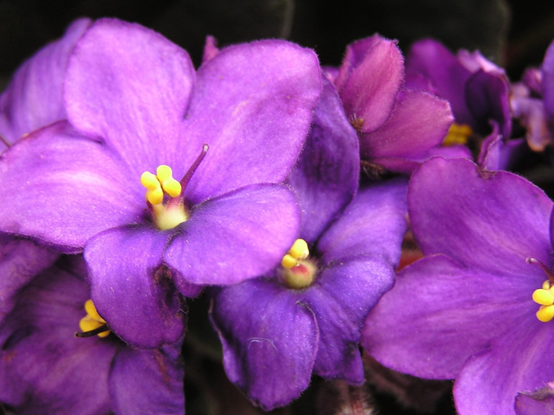 African Violet — photo 3