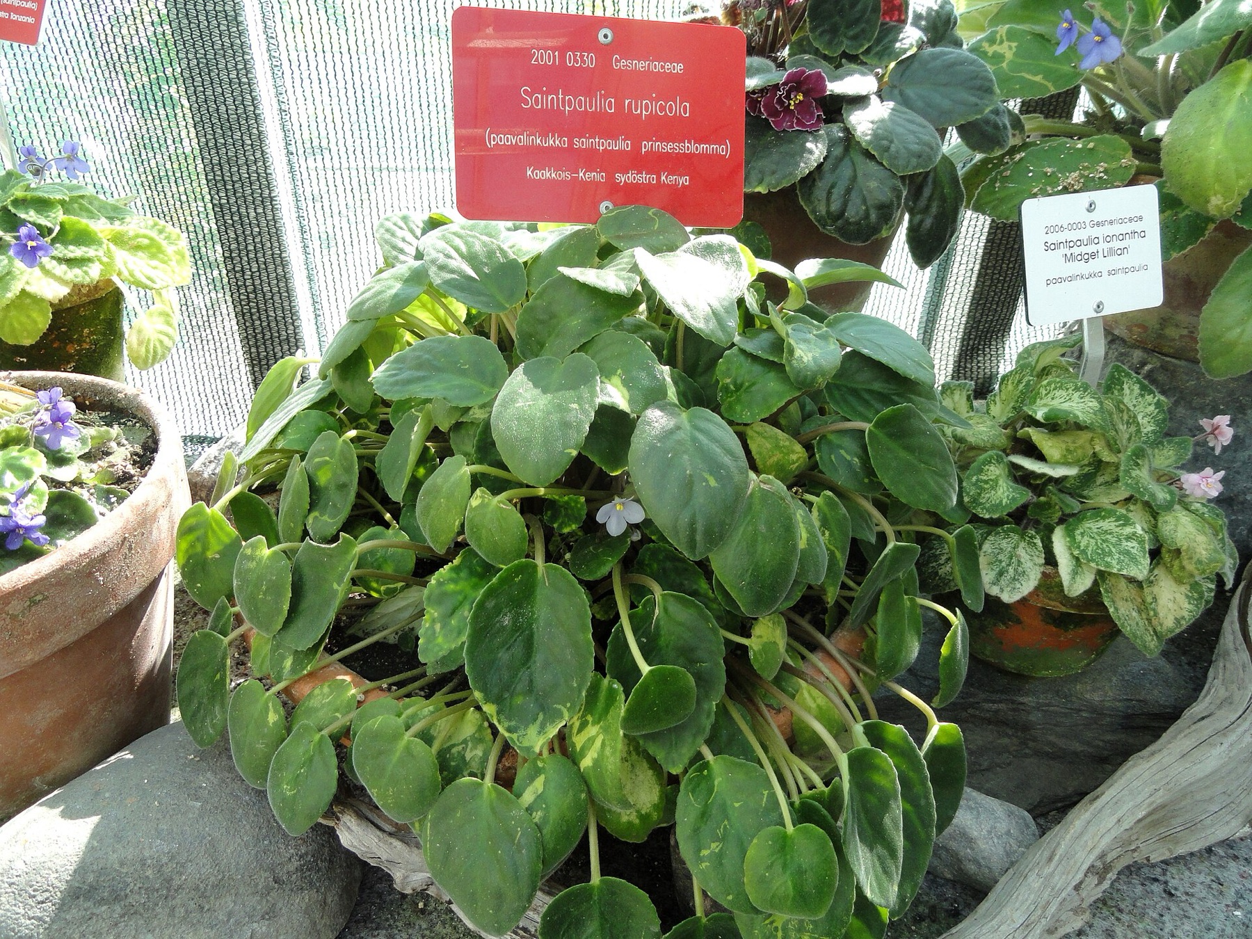 African Violet — photo 4