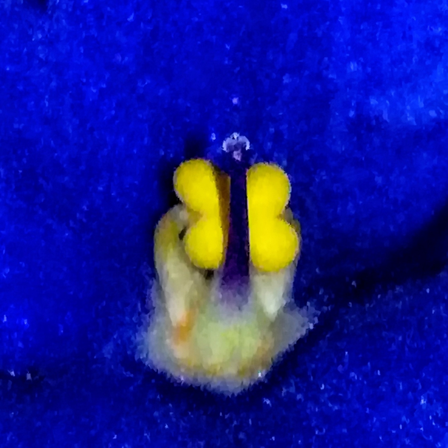 African Violet — photo 5