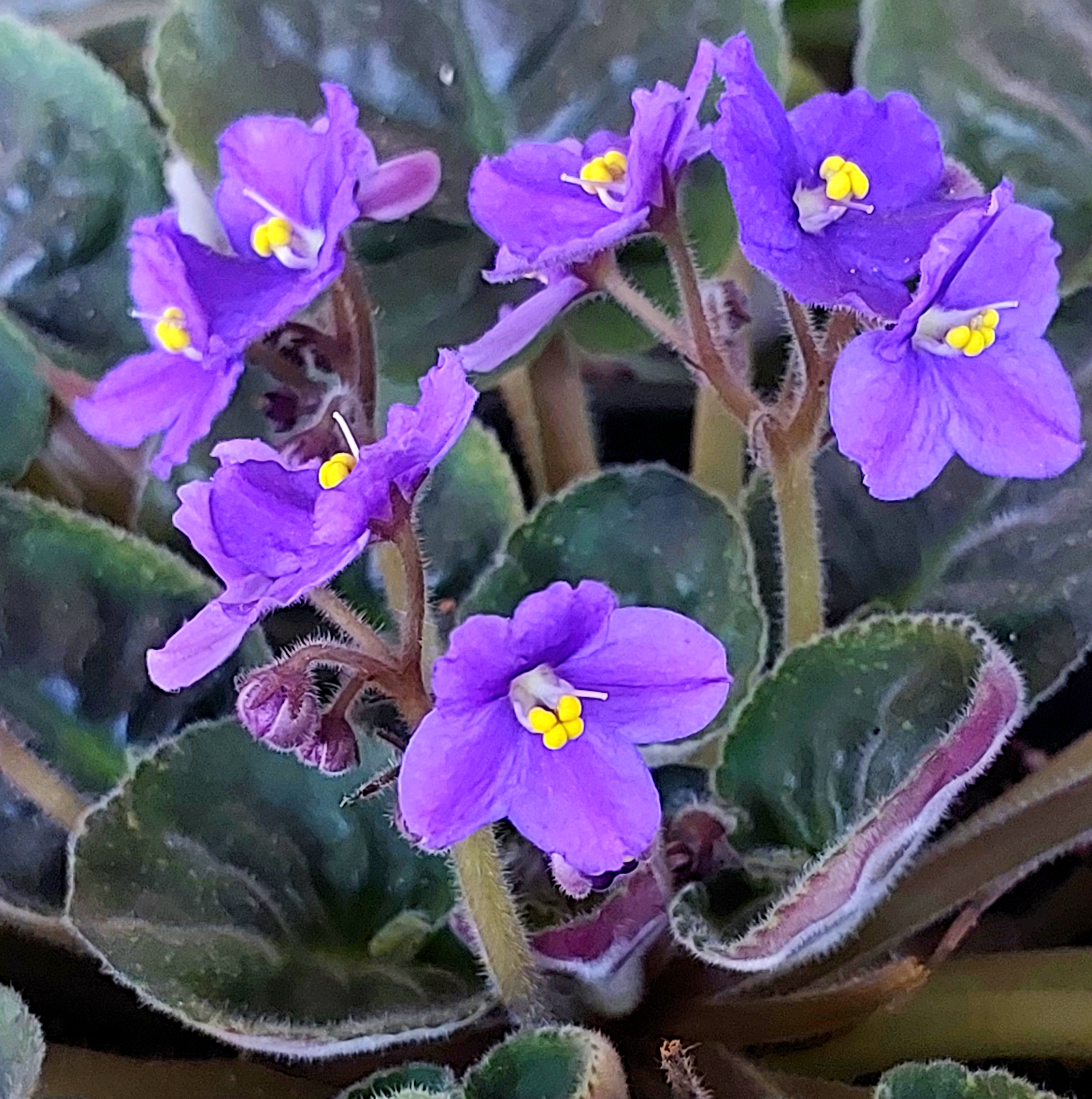 African Violet — photo 23