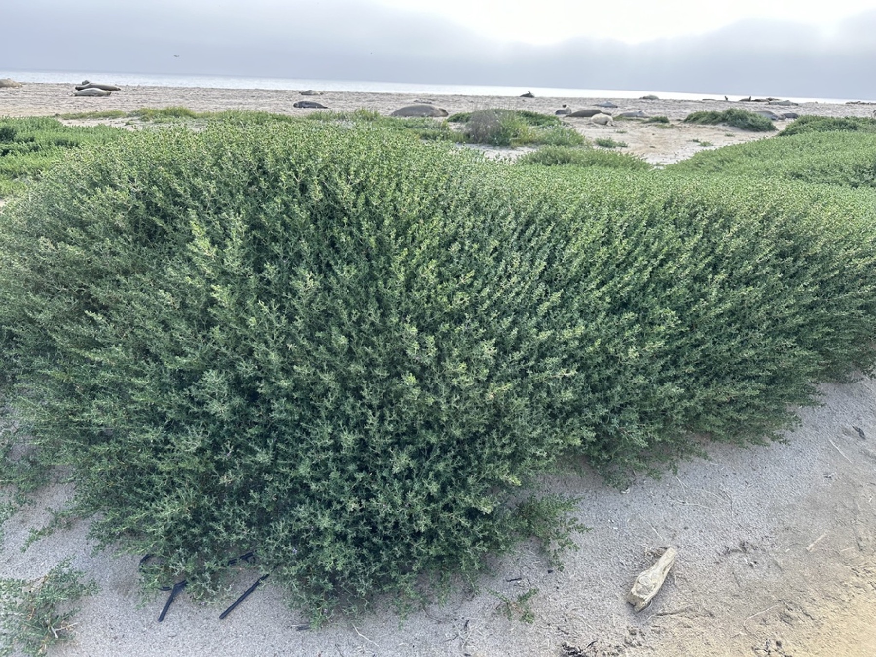 Alkali Heath — photo 8
