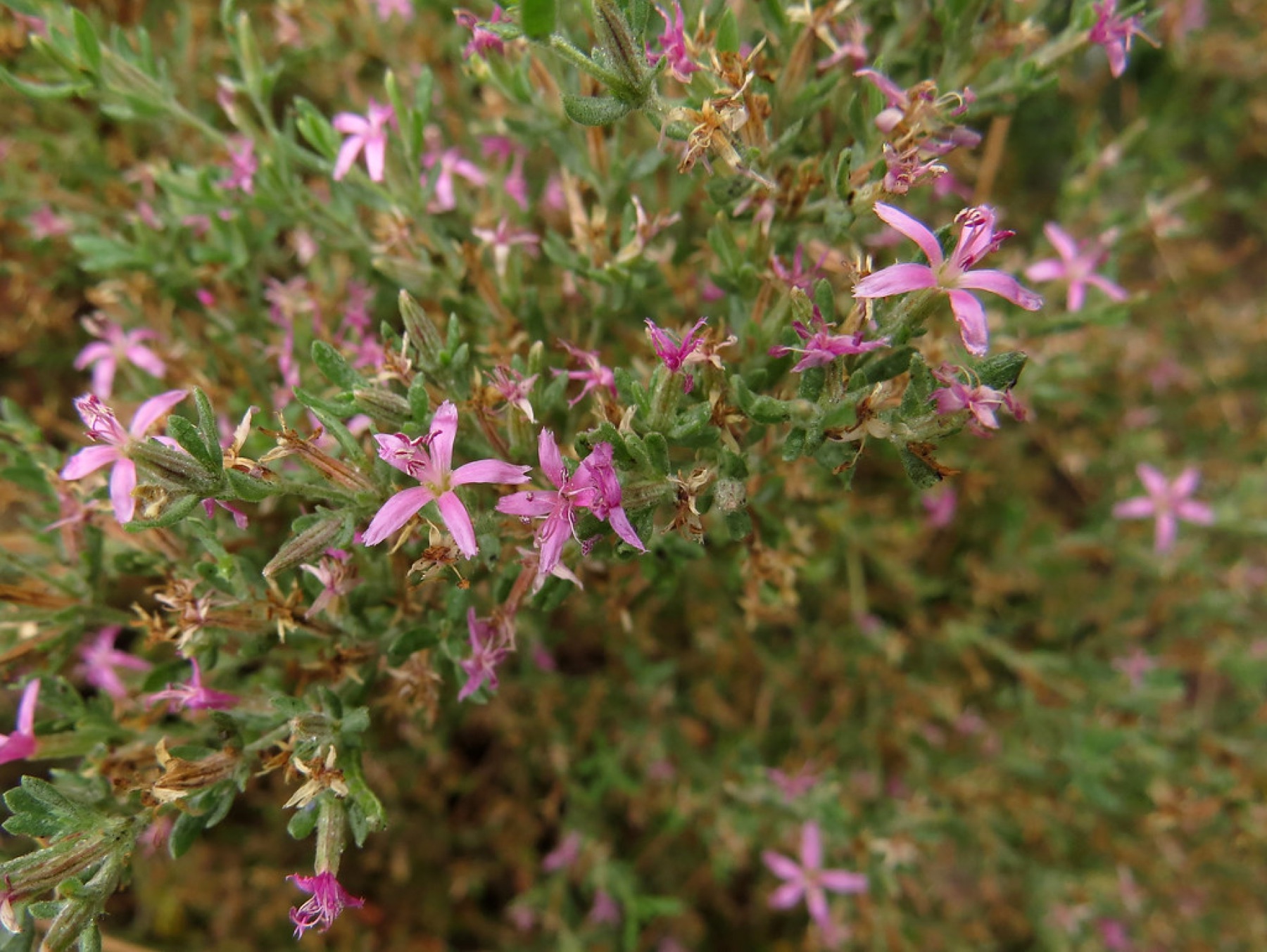 Alkali Heath — photo 15