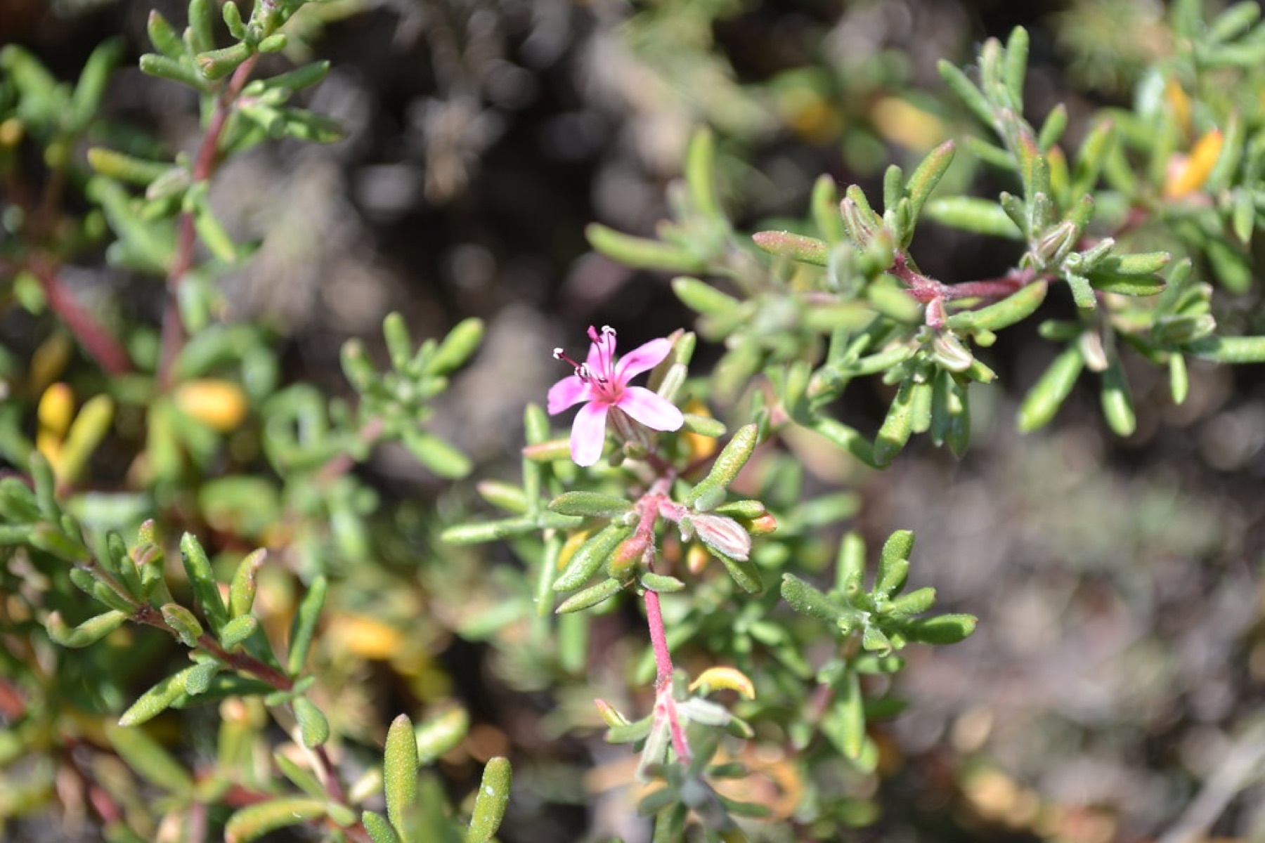 Alkali Heath — photo 18