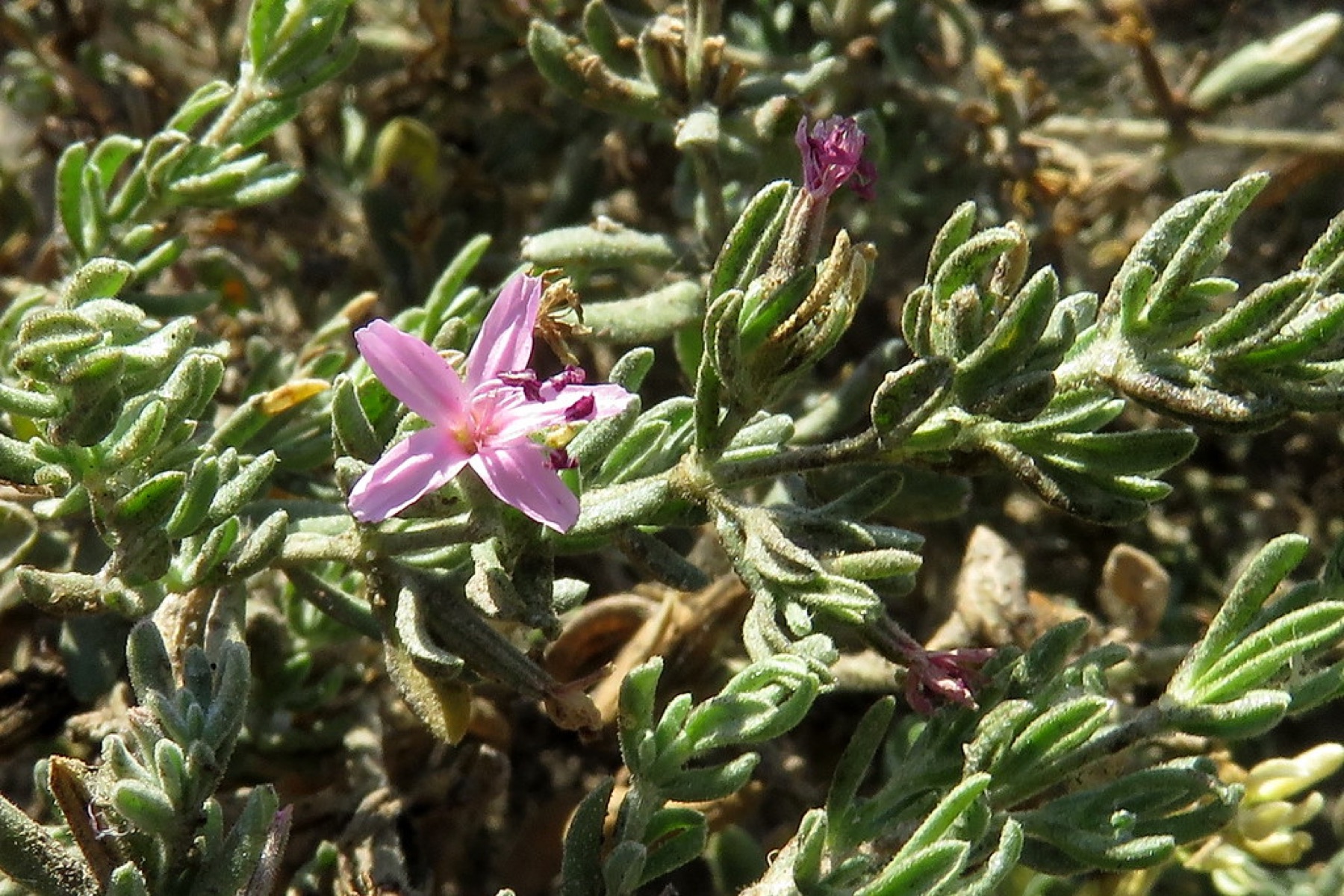 Alkali Heath — photo 20