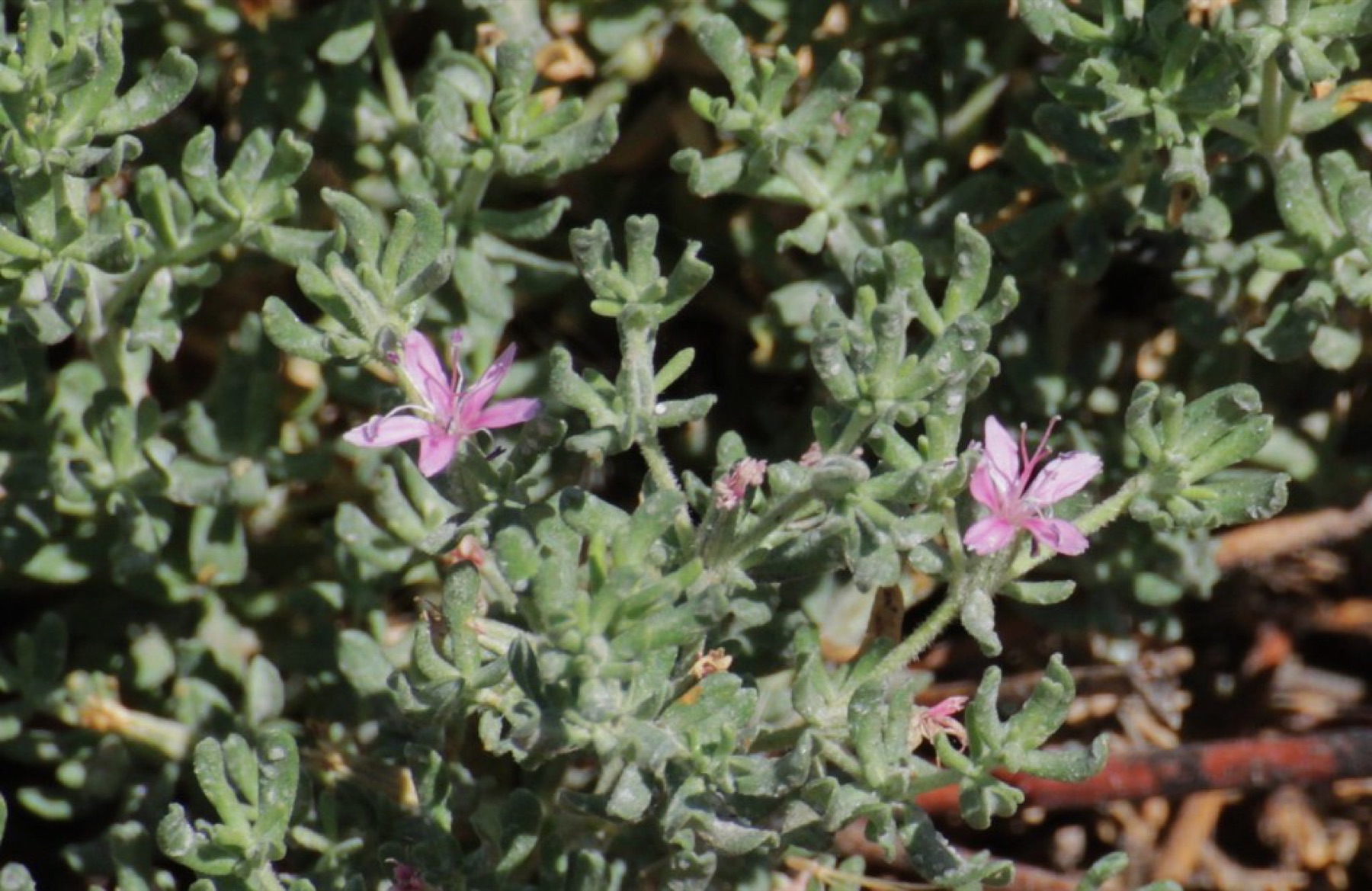 Alkali Heath — photo 21
