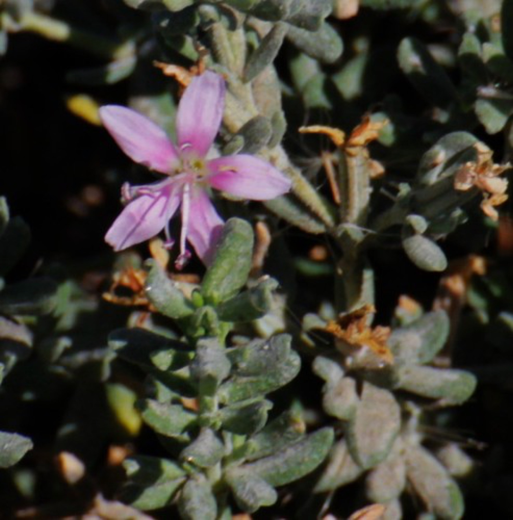 Alkali Heath — photo 22