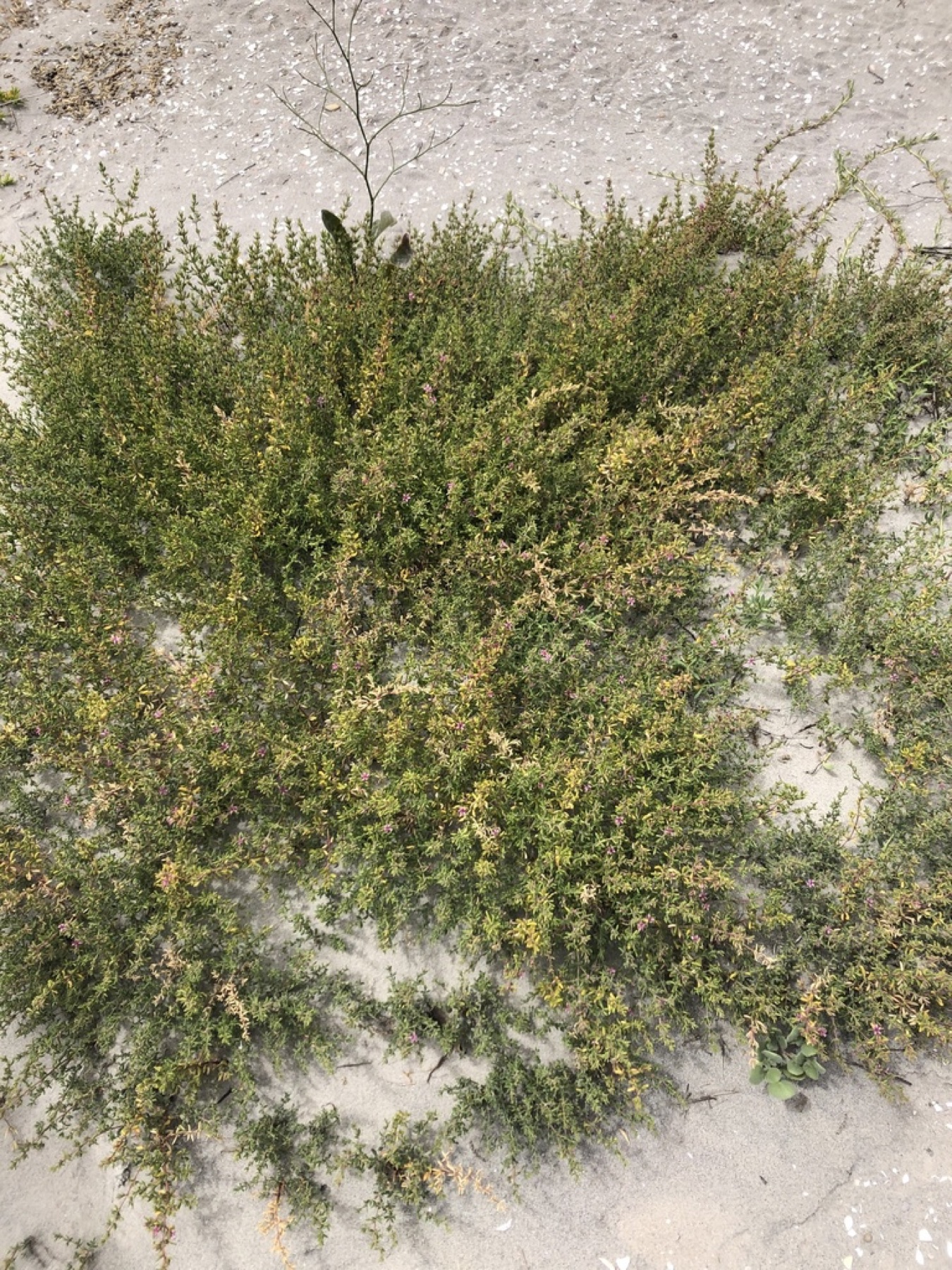 Alkali Heath — photo 23