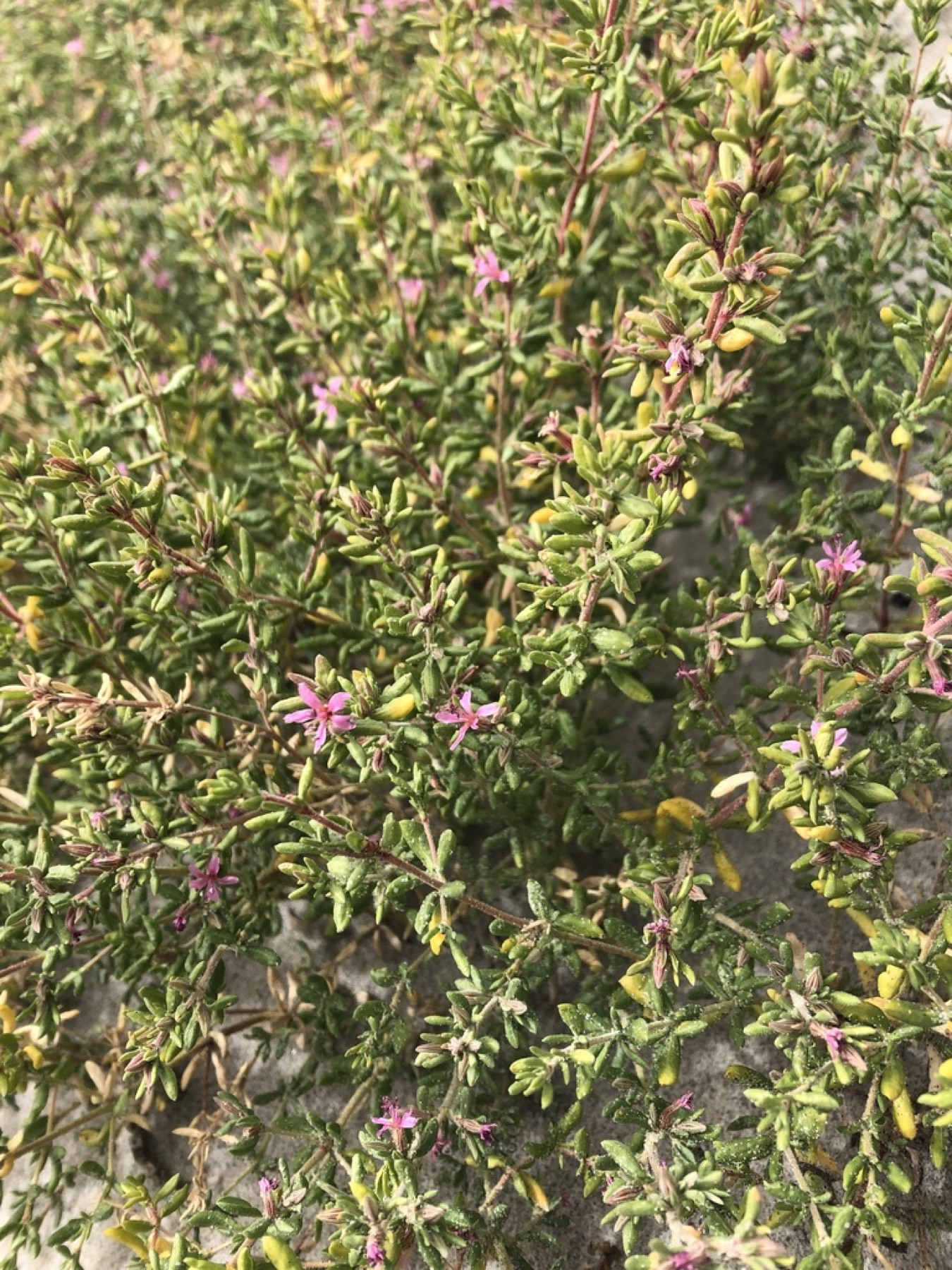 Alkali Heath