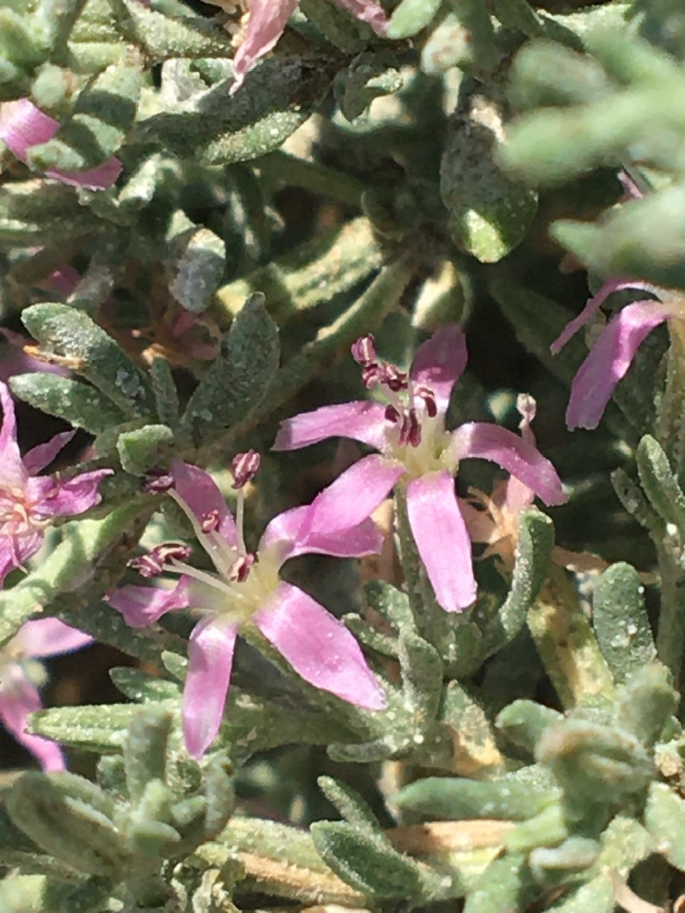 Alkali Heath — photo 2