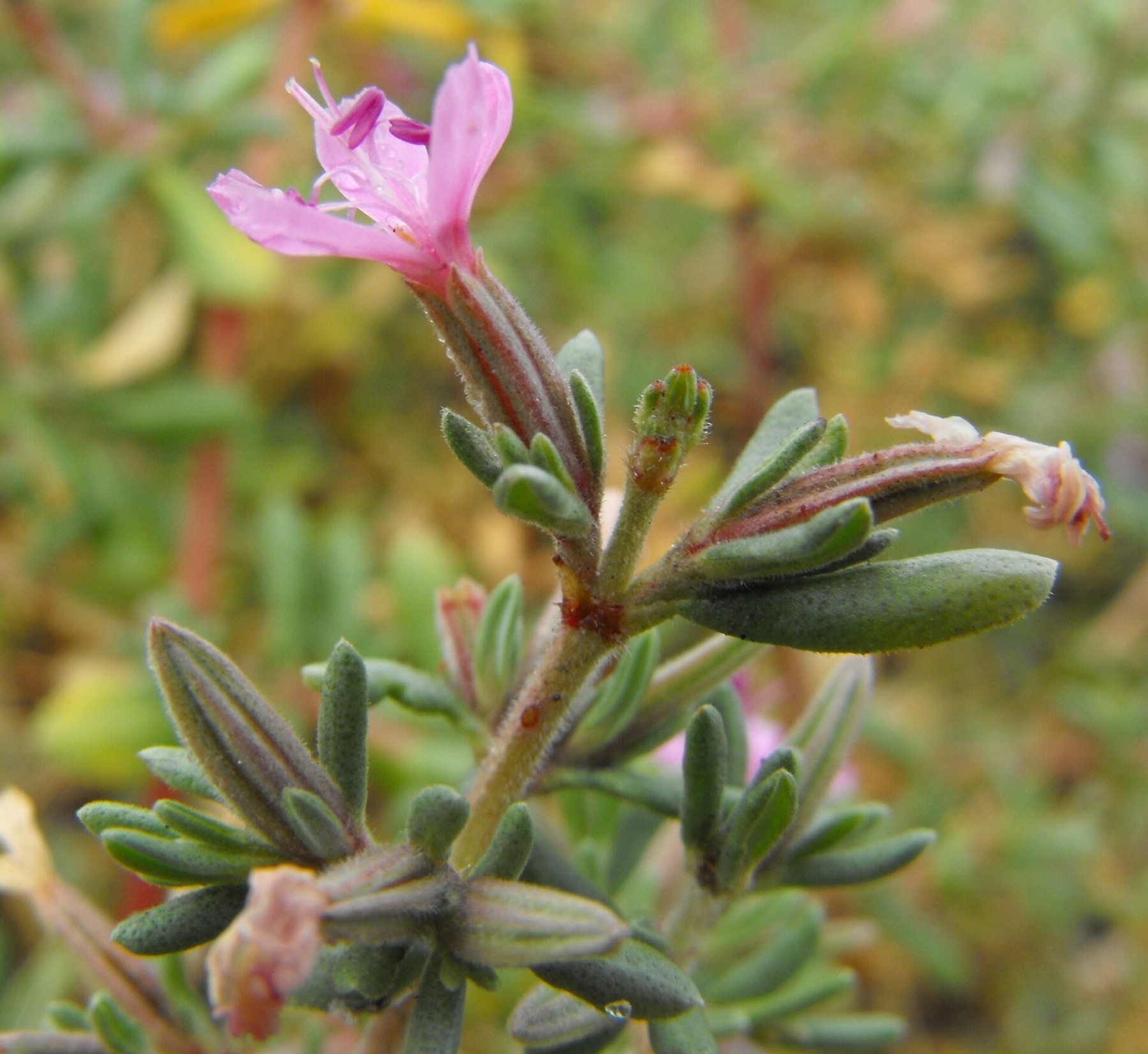 Alkali Heath — photo 4