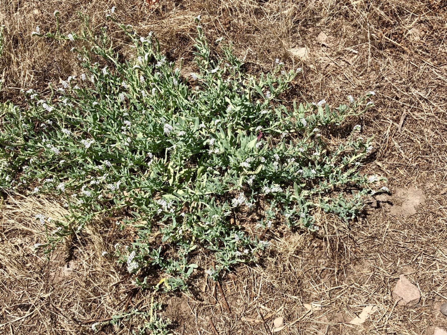 Alkali Heliotrope — photo 6