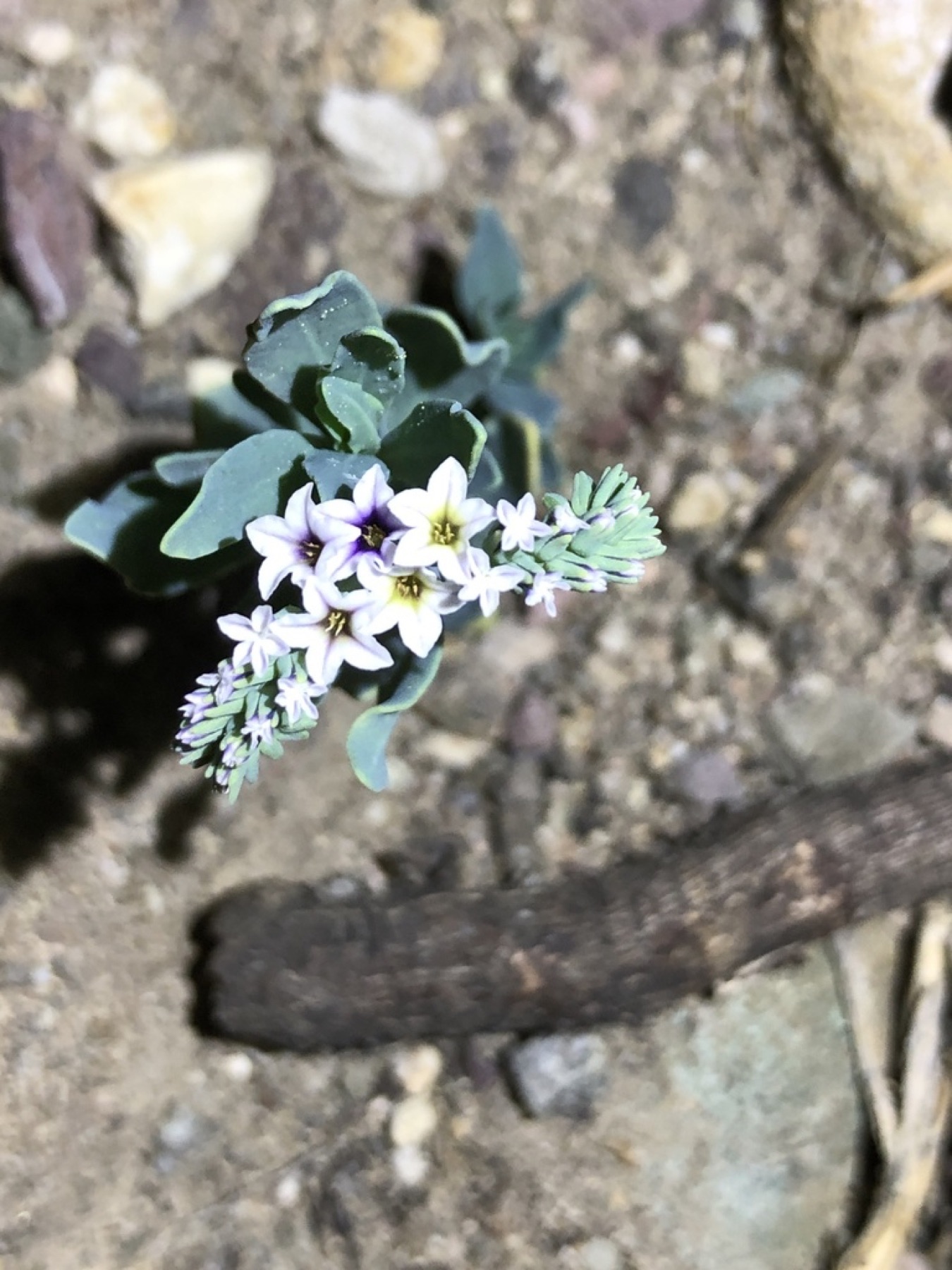 Alkali Heliotrope — photo 7