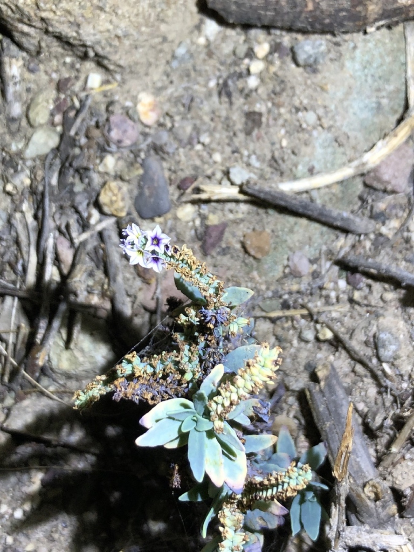 Alkali Heliotrope — photo 8
