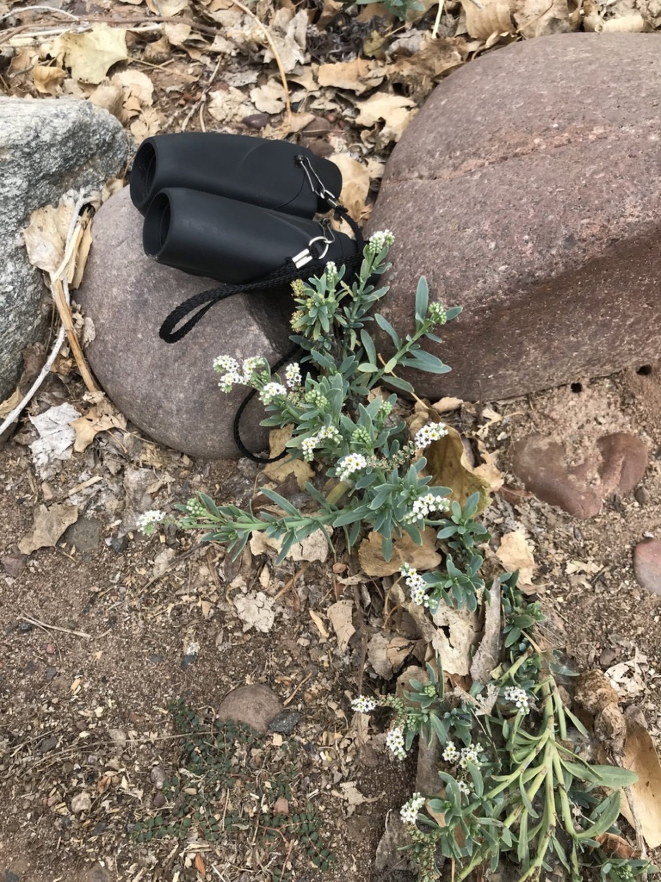 Alkali Heliotrope — photo 9
