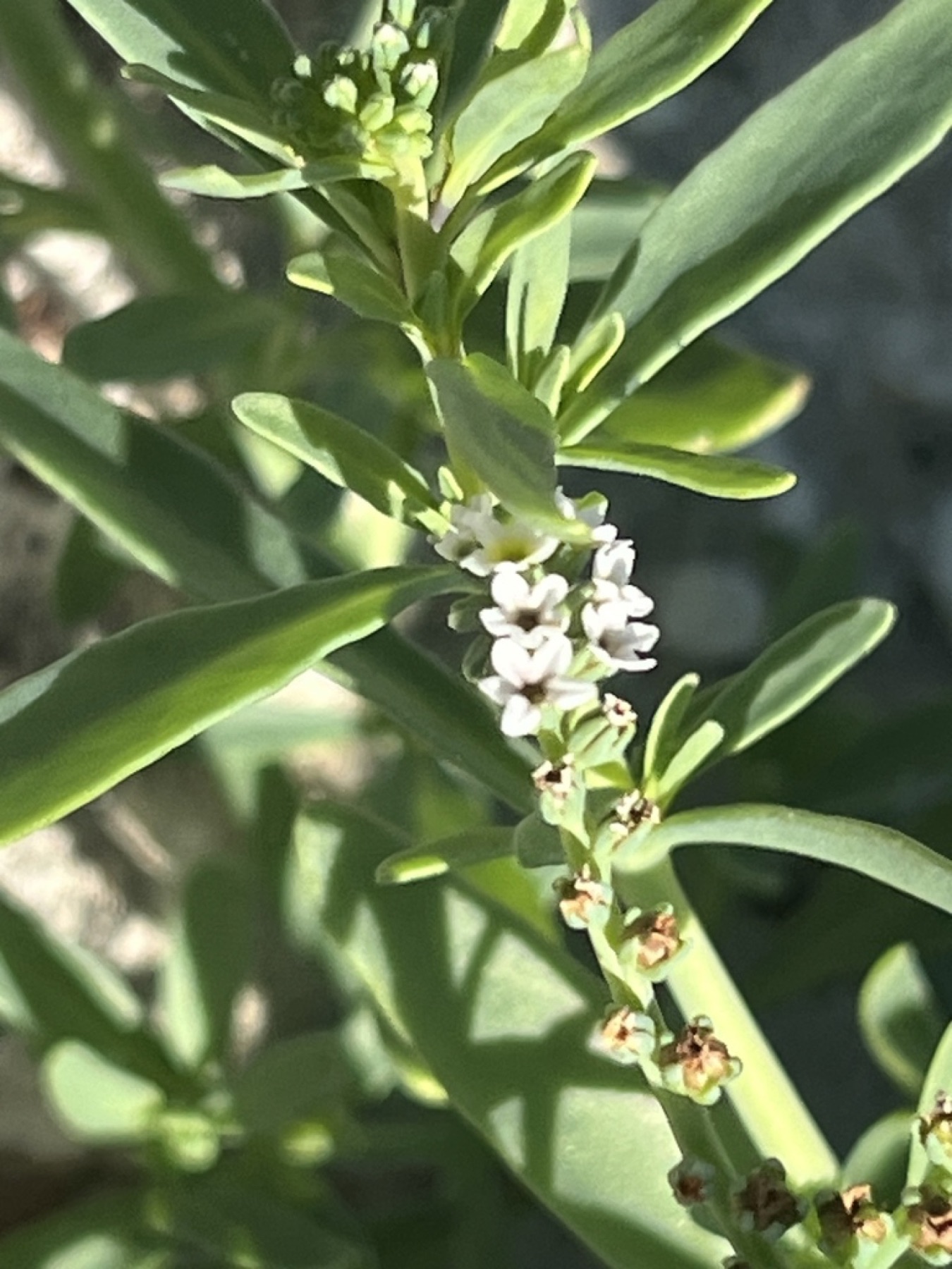 Alkali Heliotrope — photo 10