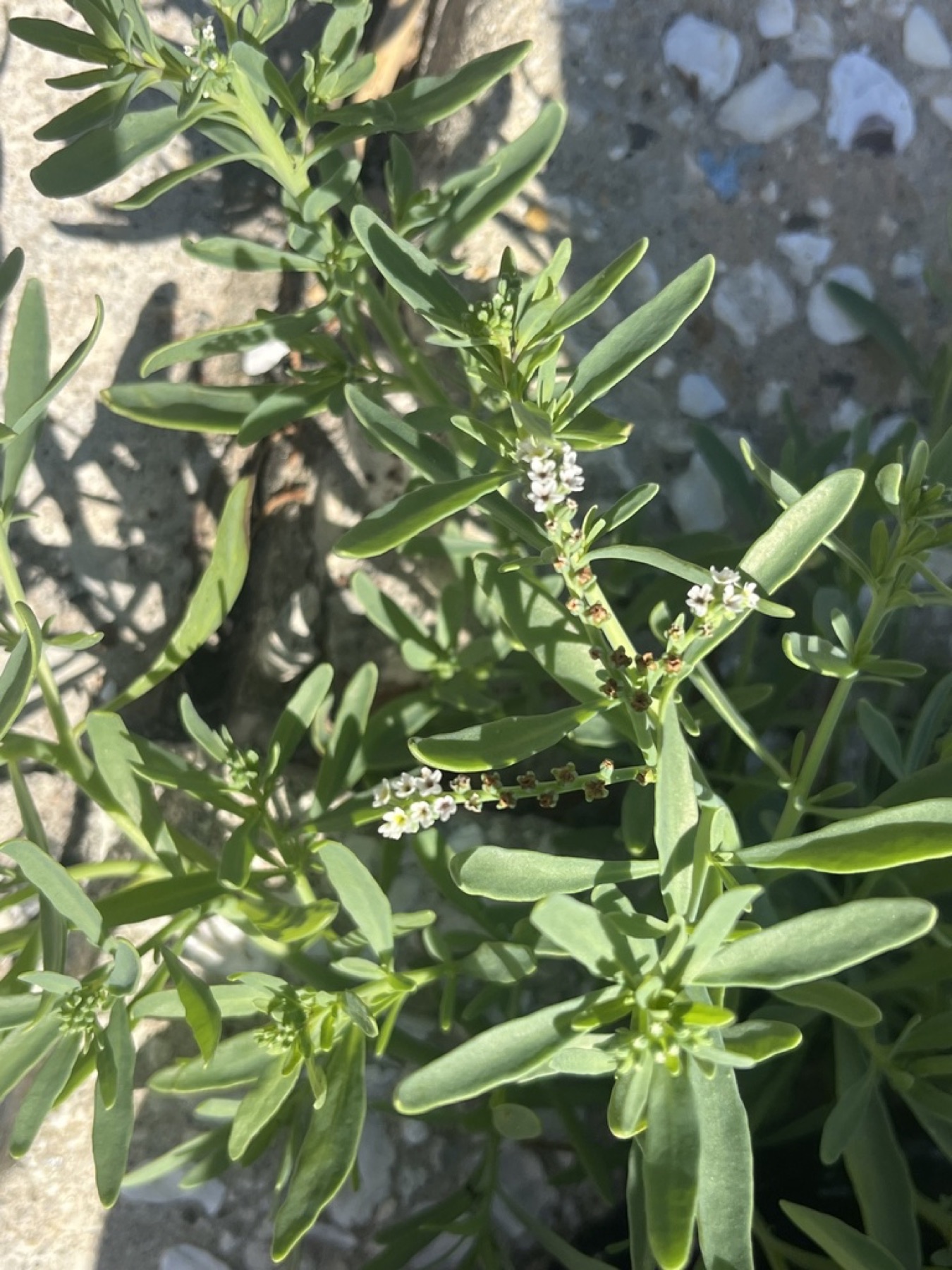 Alkali Heliotrope — photo 11