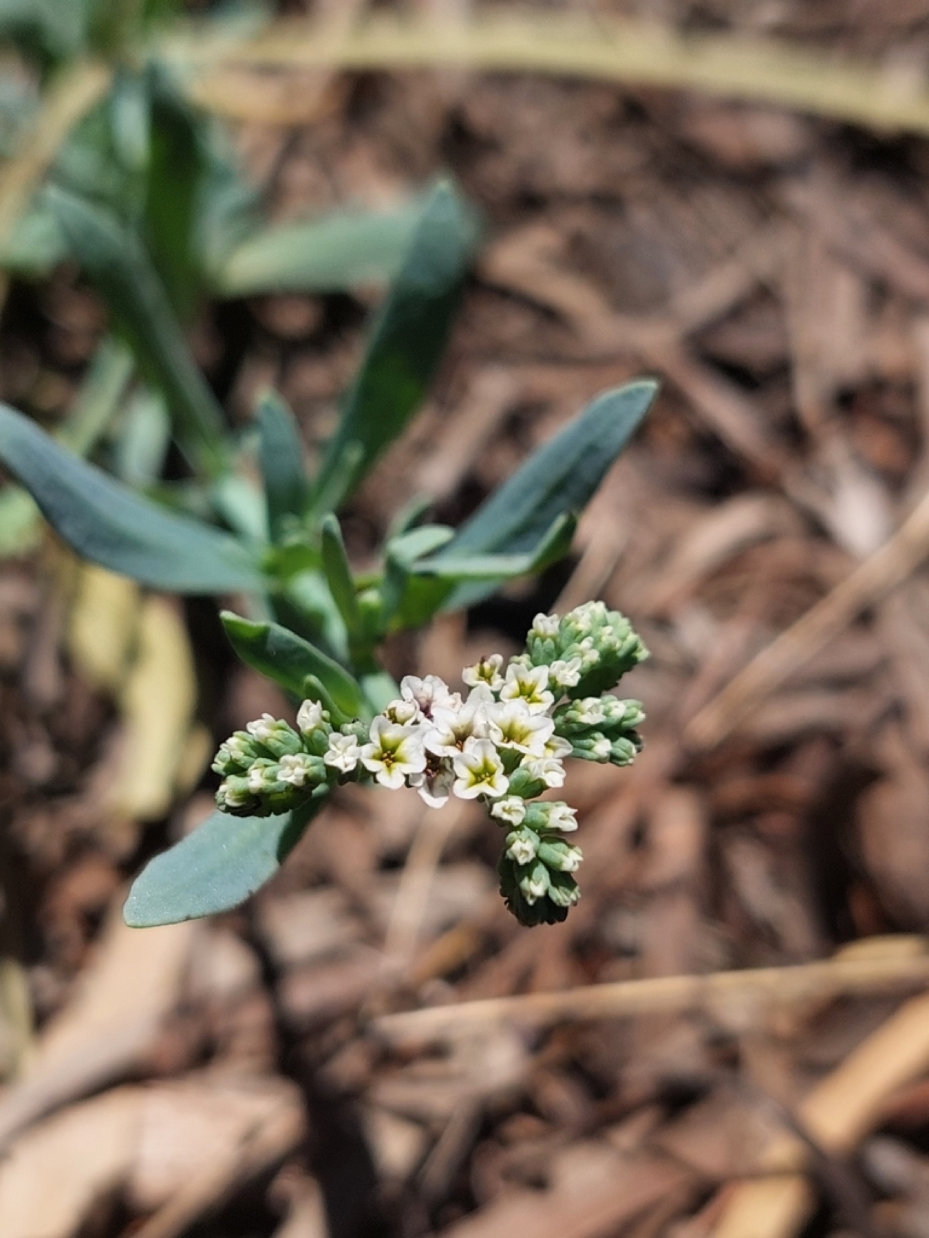 Alkali Heliotrope — photo 12