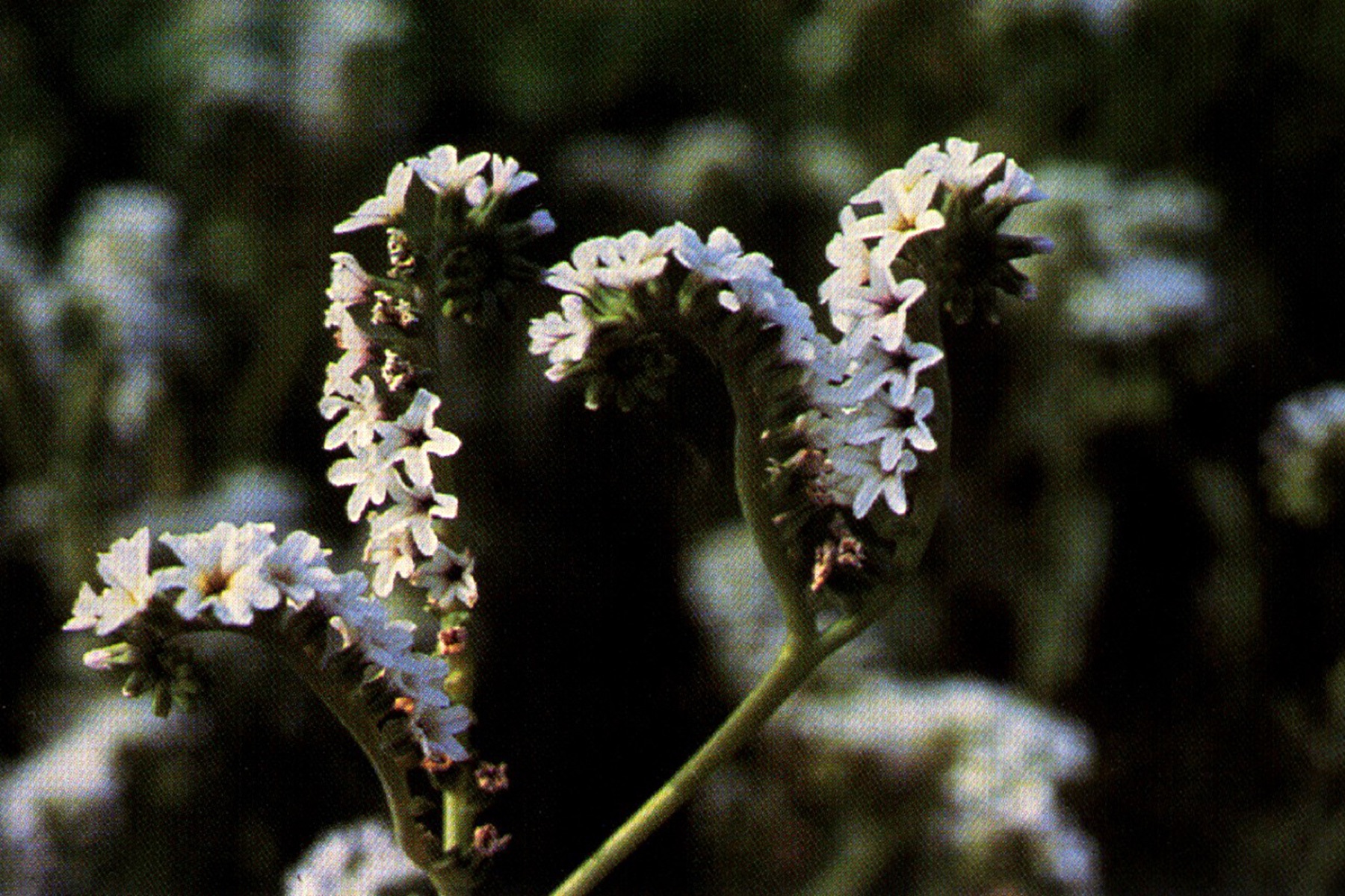 Alkali Heliotrope — photo 13