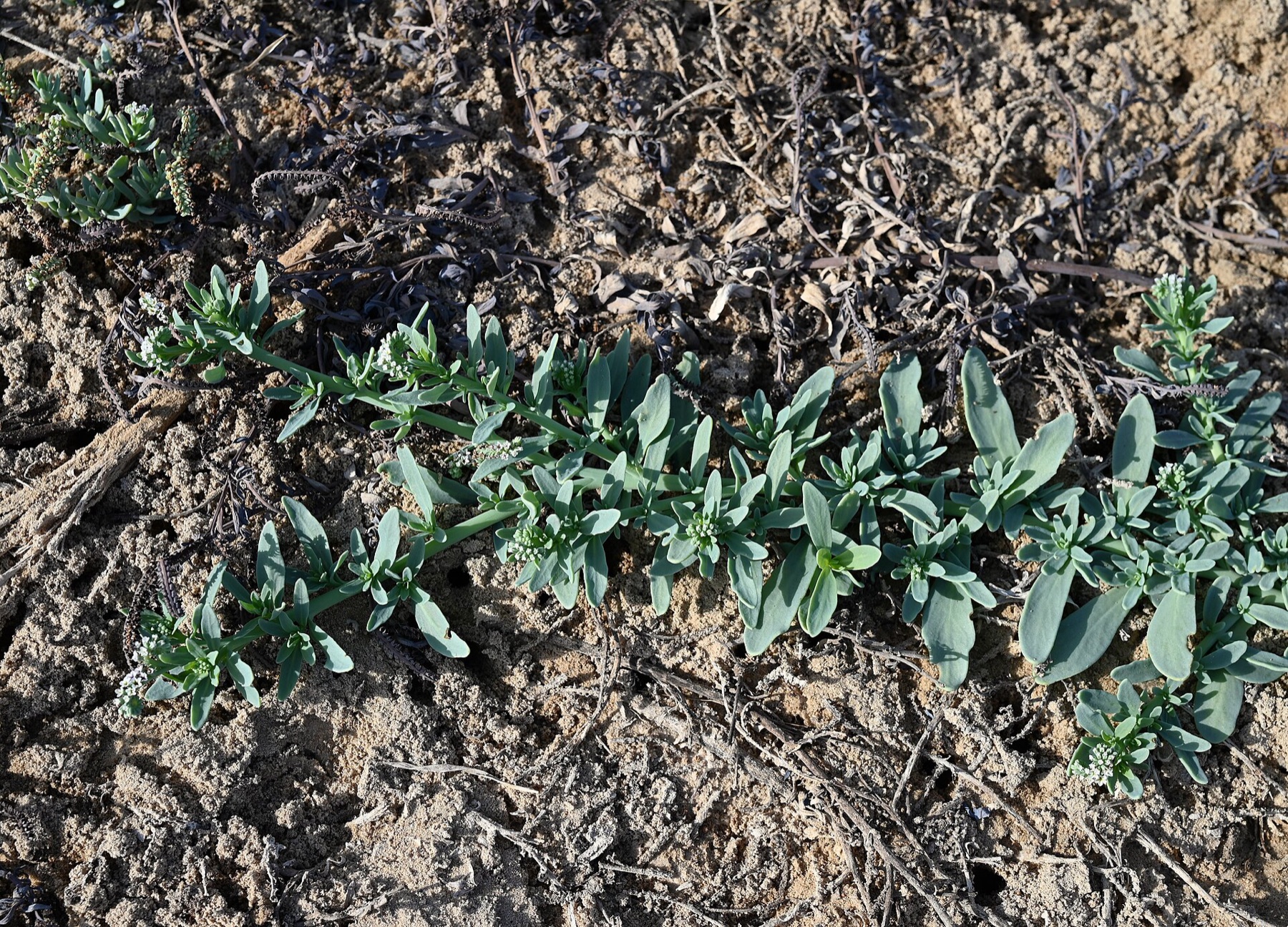 Alkali Heliotrope — photo 14