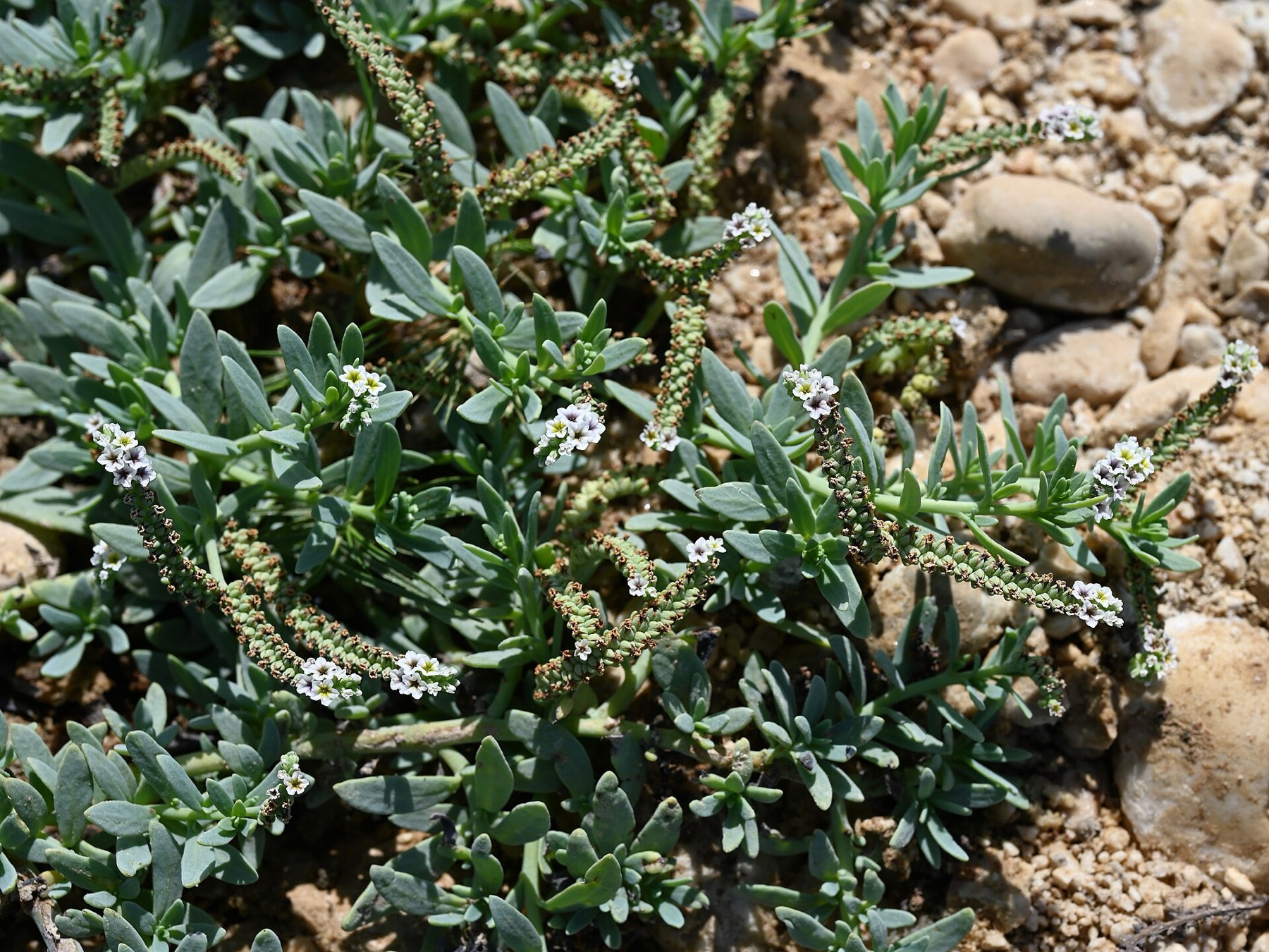 Alkali Heliotrope — photo 15