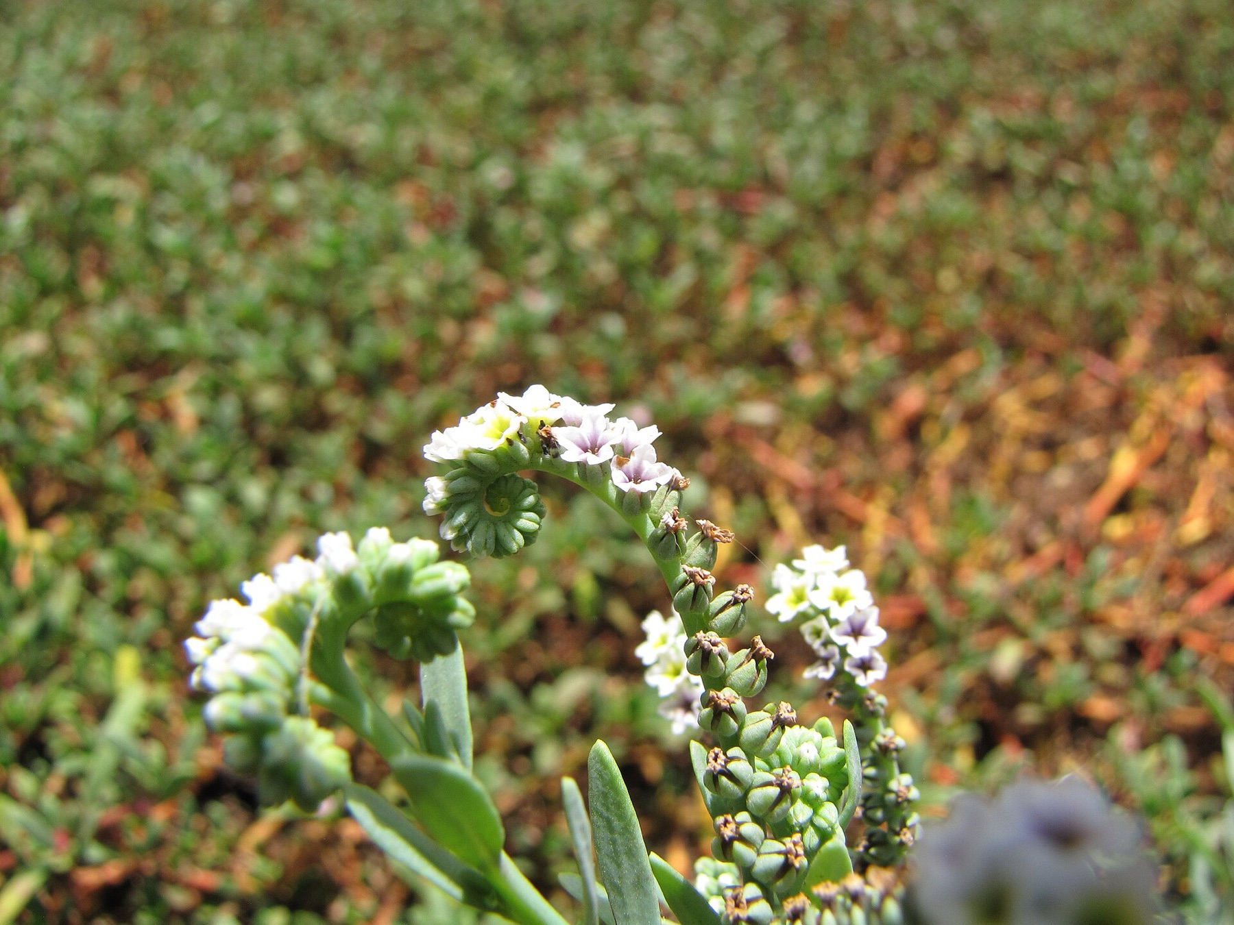 Alkali Heliotrope — photo 16