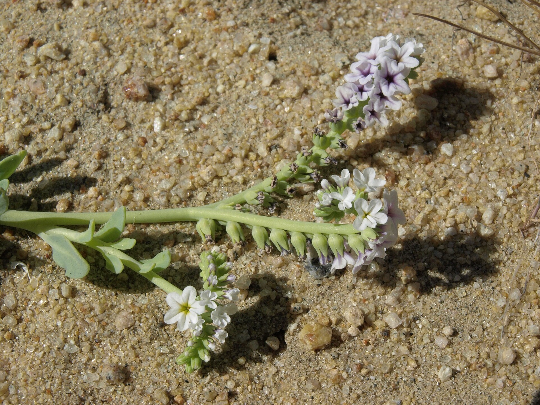 Alkali Heliotrope — photo 17
