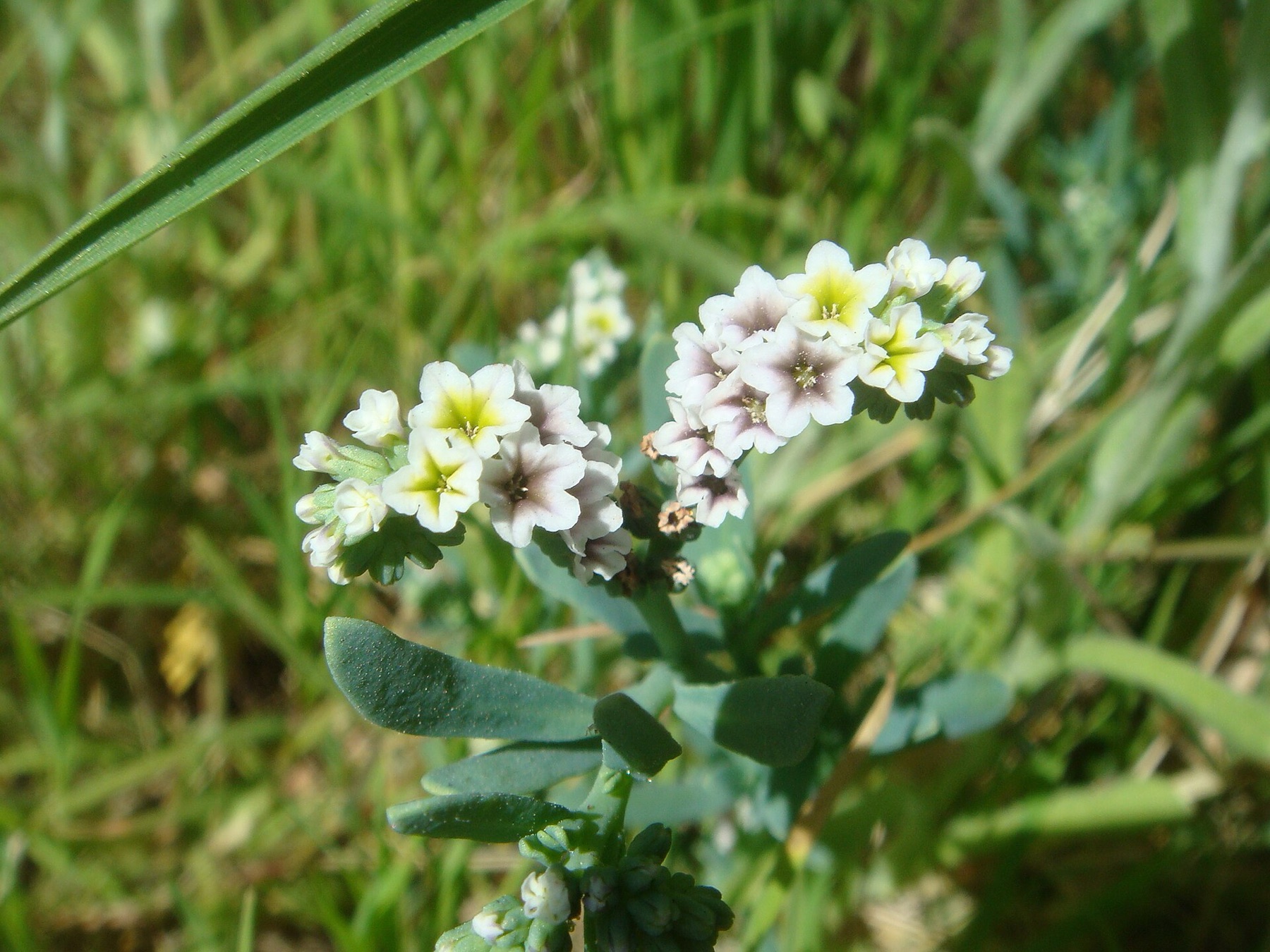 Alkali Heliotrope — photo 18