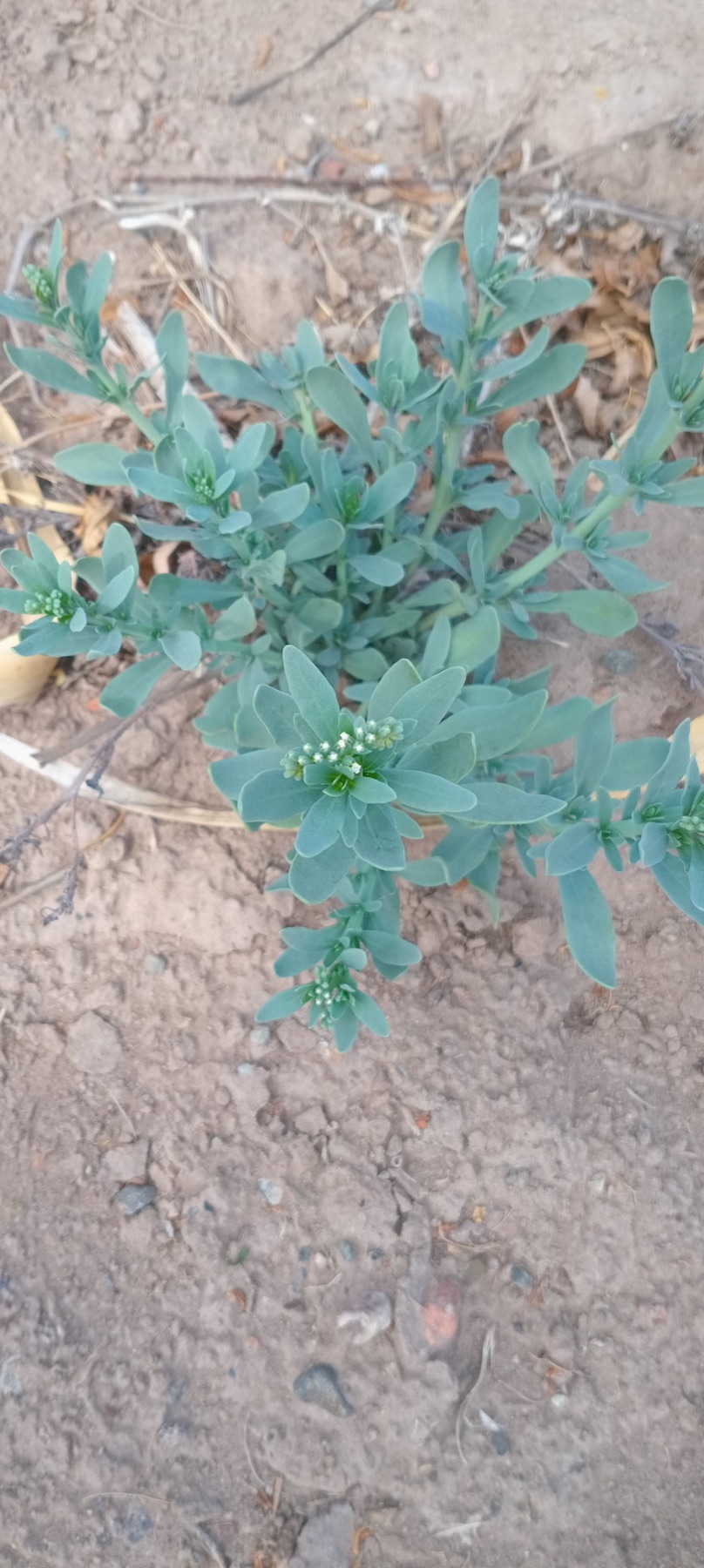Alkali Heliotrope — photo 19