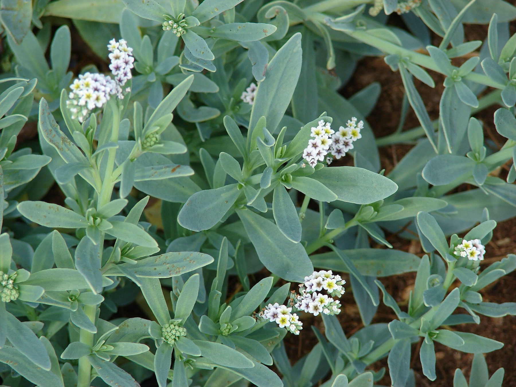 Alkali Heliotrope — photo 20