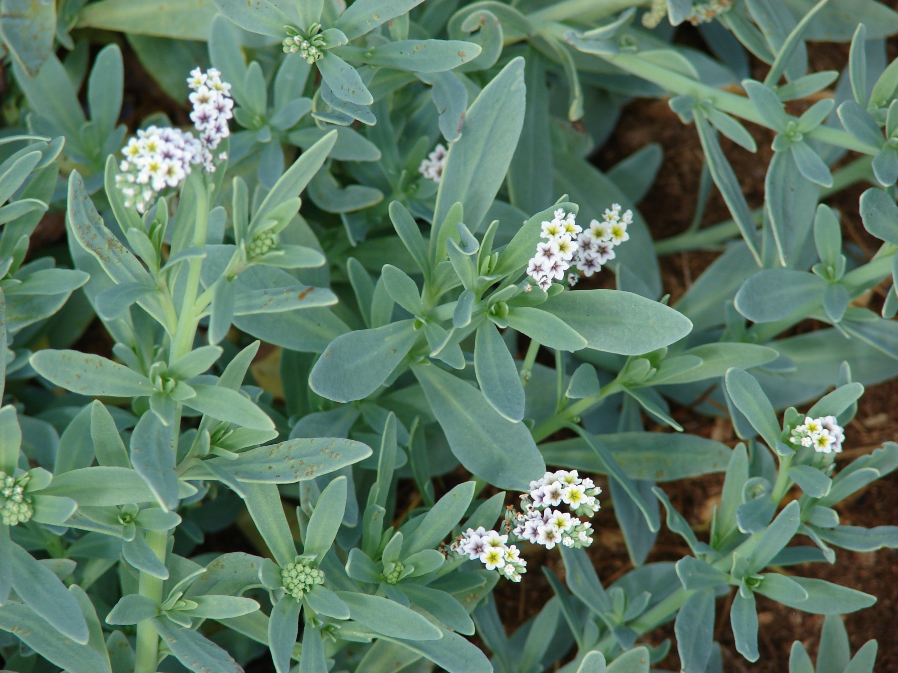 Alkali Heliotrope — photo 21