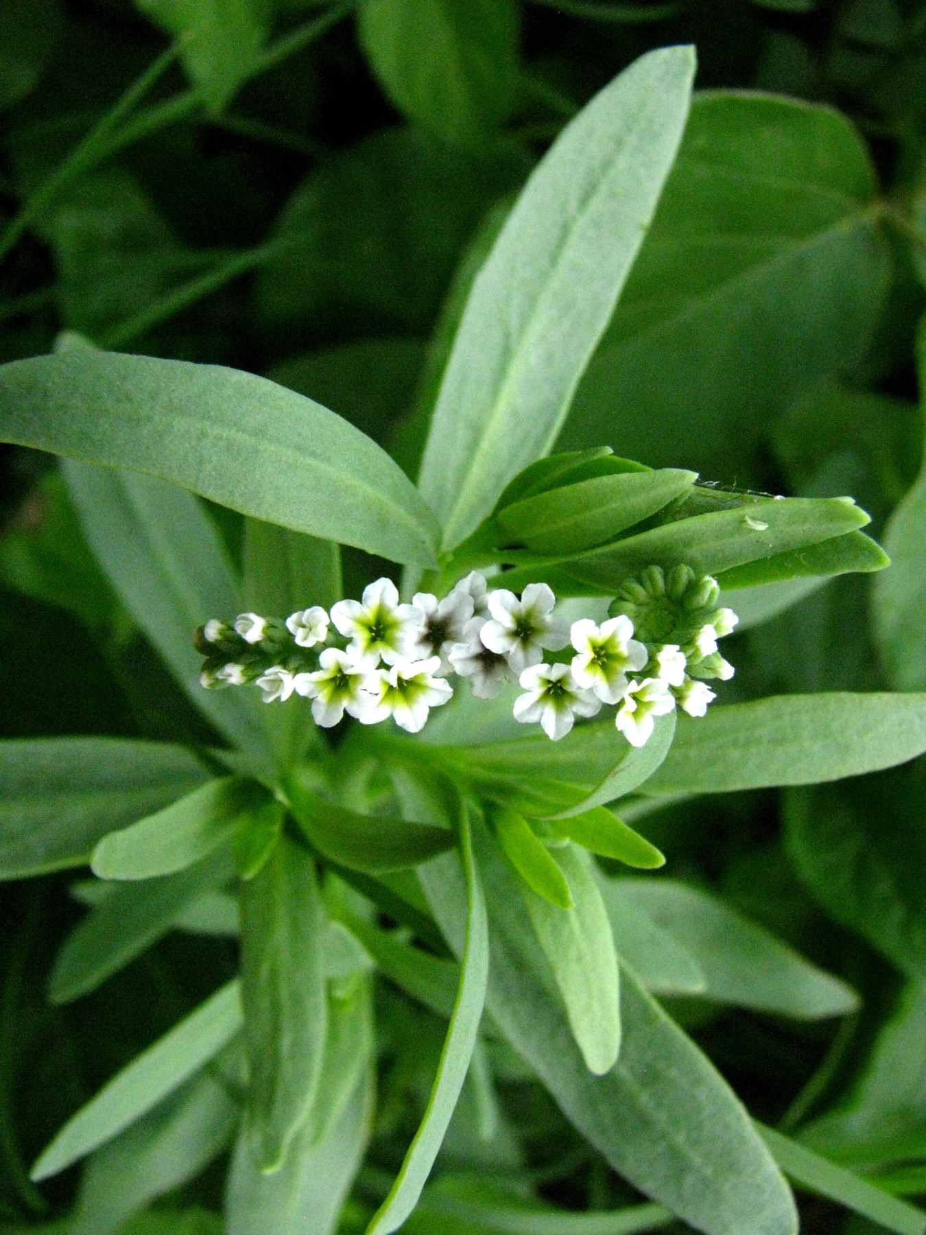Alkali Heliotrope — photo 22